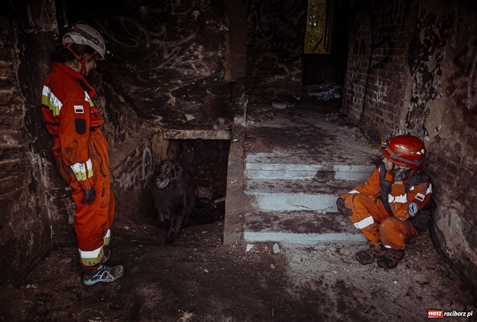 Zdjęcie w galerii na portalu naszraciborz.pl: Psy ratownicze 13 ŚBOT rozpoczęły szkolenie wiadomości z regionu