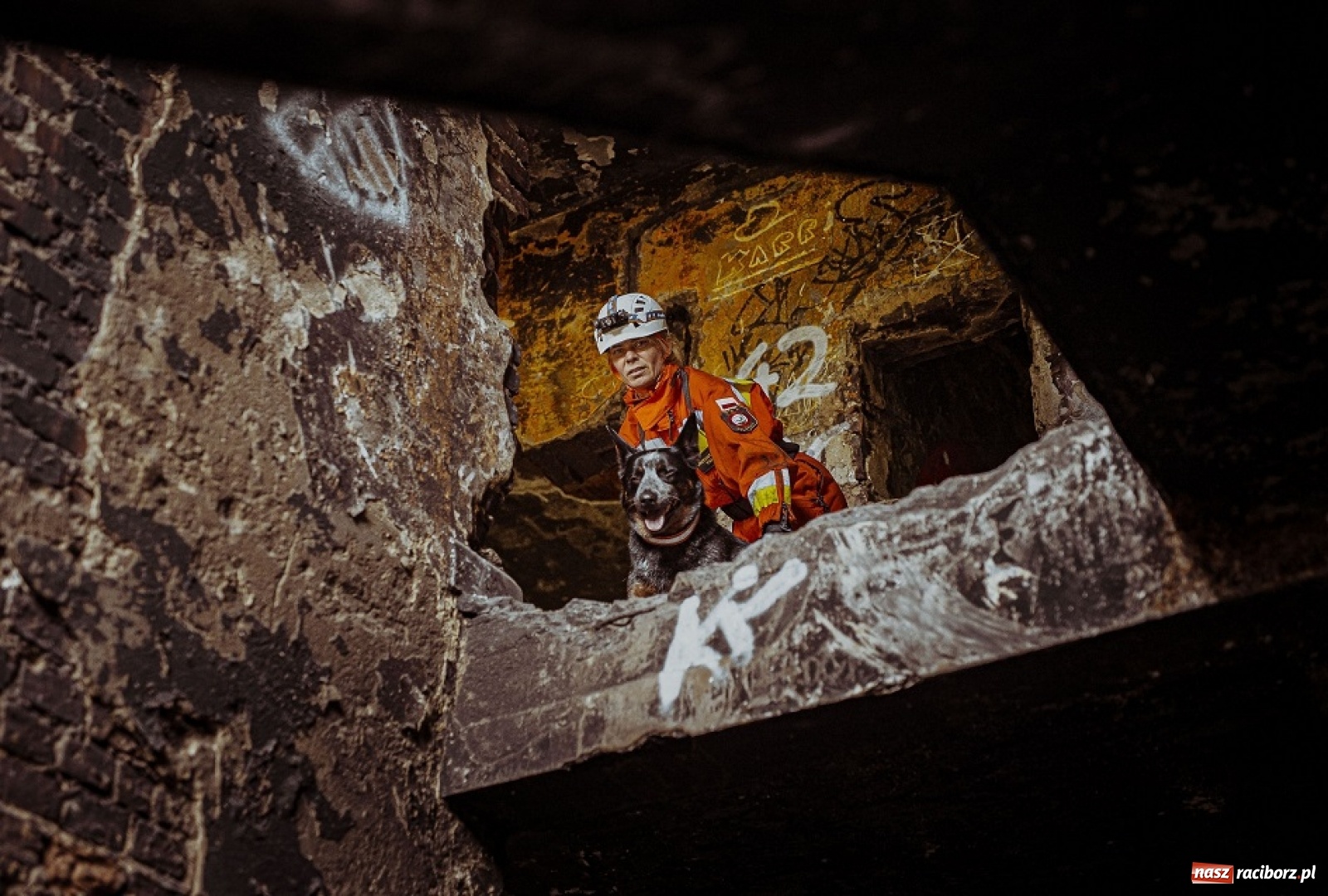 Zdjęcie w galerii na portalu naszraciborz.pl: Psy ratownicze 13 ŚBOT rozpoczęły szkolenie wiadomości z regionu