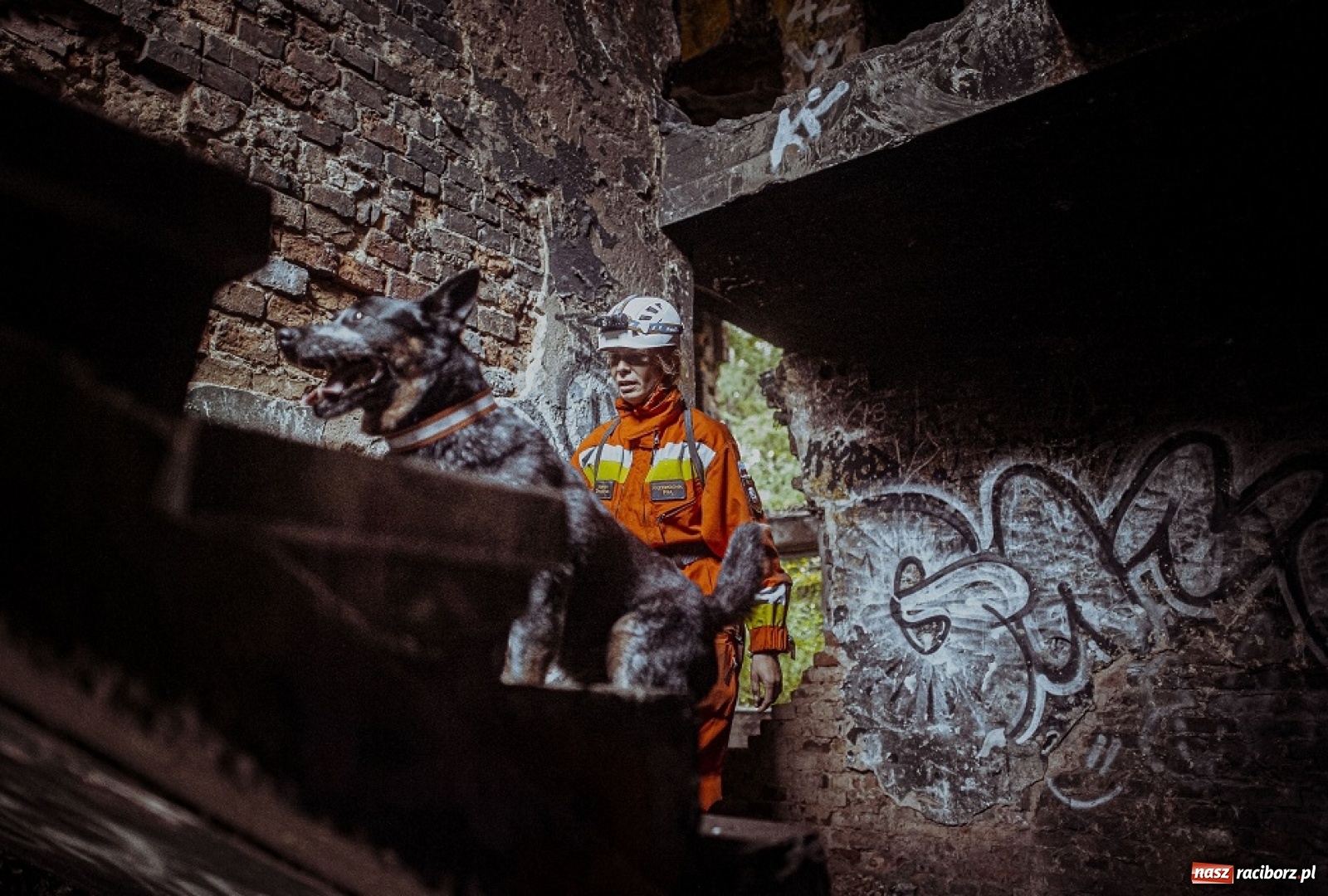 Zdjęcie w galerii na portalu naszraciborz.pl: Psy ratownicze 13 ŚBOT rozpoczęły szkolenie wiadomości z regionu