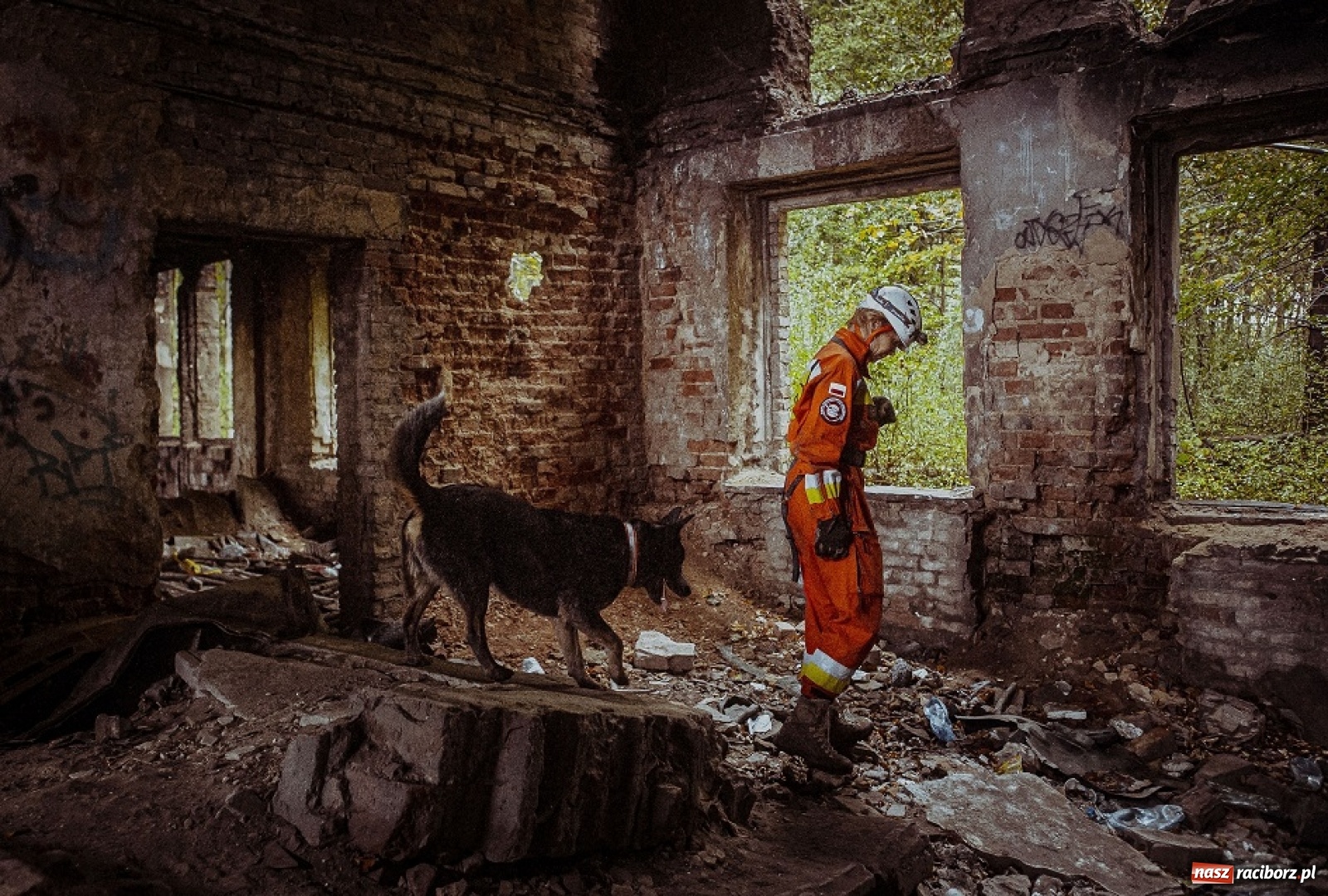 Zdjęcie w galerii na portalu naszraciborz.pl: Psy ratownicze 13 ŚBOT rozpoczęły szkolenie wiadomości z regionu