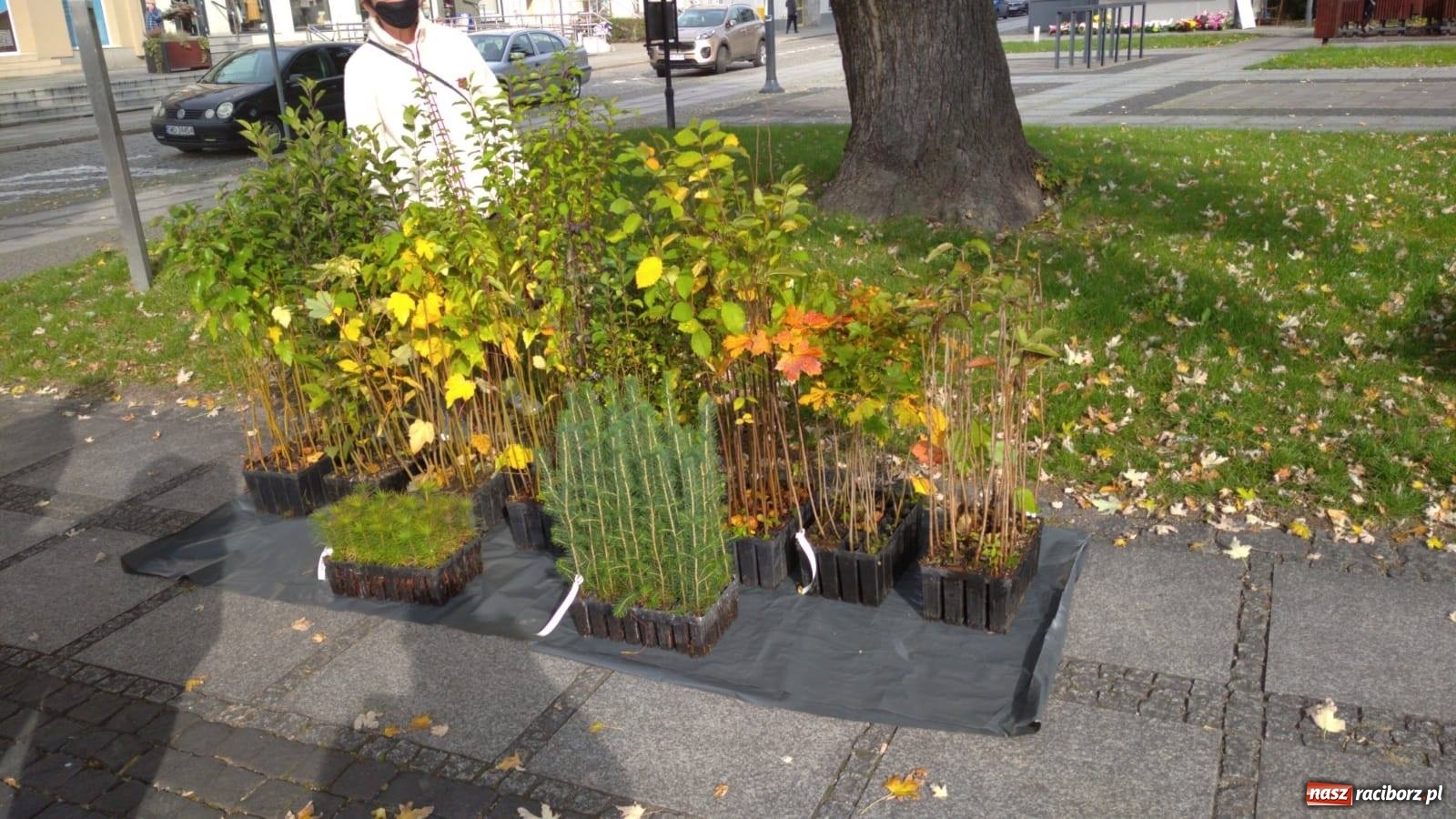 Zdjęcie w galerii na portalu naszraciborz.pl: Tak Racibórz wpisał się w Światowy Dzień Drzewa wiadomości z regionu