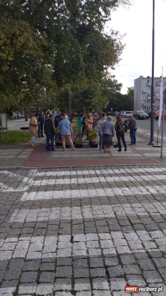 Zdjęcie w galerii na portalu naszraciborz.pl: Tak Racibórz wpisał się w Światowy Dzień Drzewa wiadomości z regionu