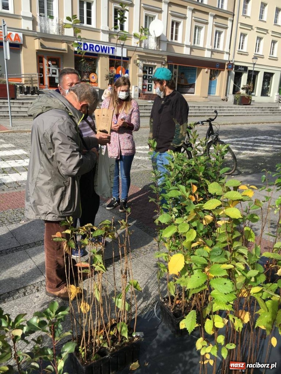 Zdjęcie w galerii na portalu naszraciborz.pl: Tak Racibórz wpisał się w Światowy Dzień Drzewa wiadomości z regionu