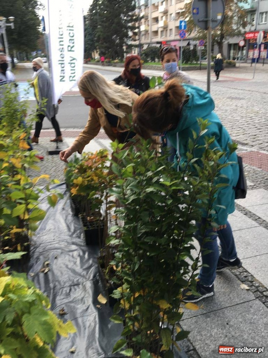 Zdjęcie w galerii na portalu naszraciborz.pl: Tak Racibórz wpisał się w Światowy Dzień Drzewa wiadomości z regionu