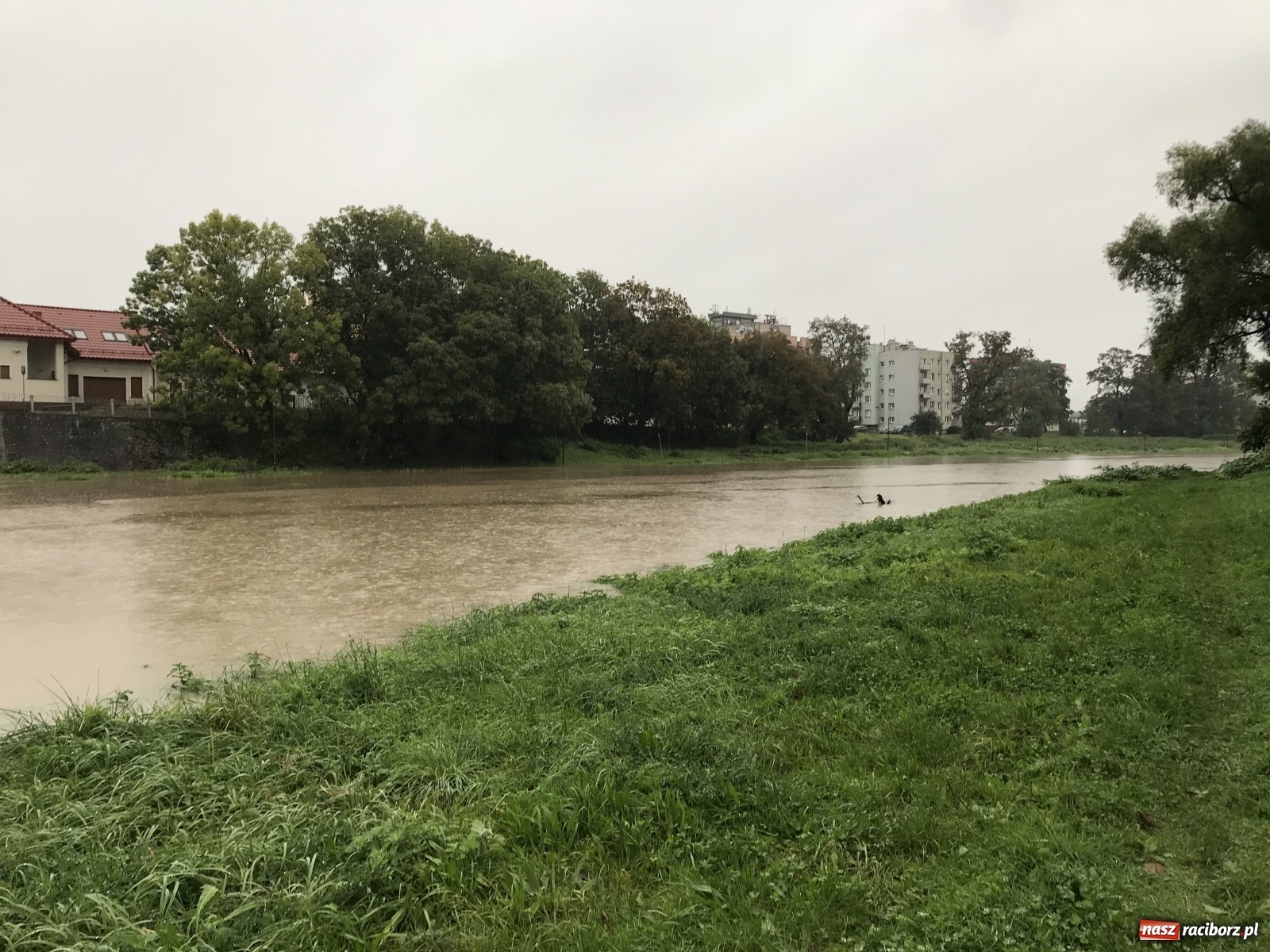 Zdjęcie w galerii na portalu naszraciborz.pl: Służby korygują prognozy! Wezbranie na Odrze będzie większe niż sądzono wiadomości z regionu