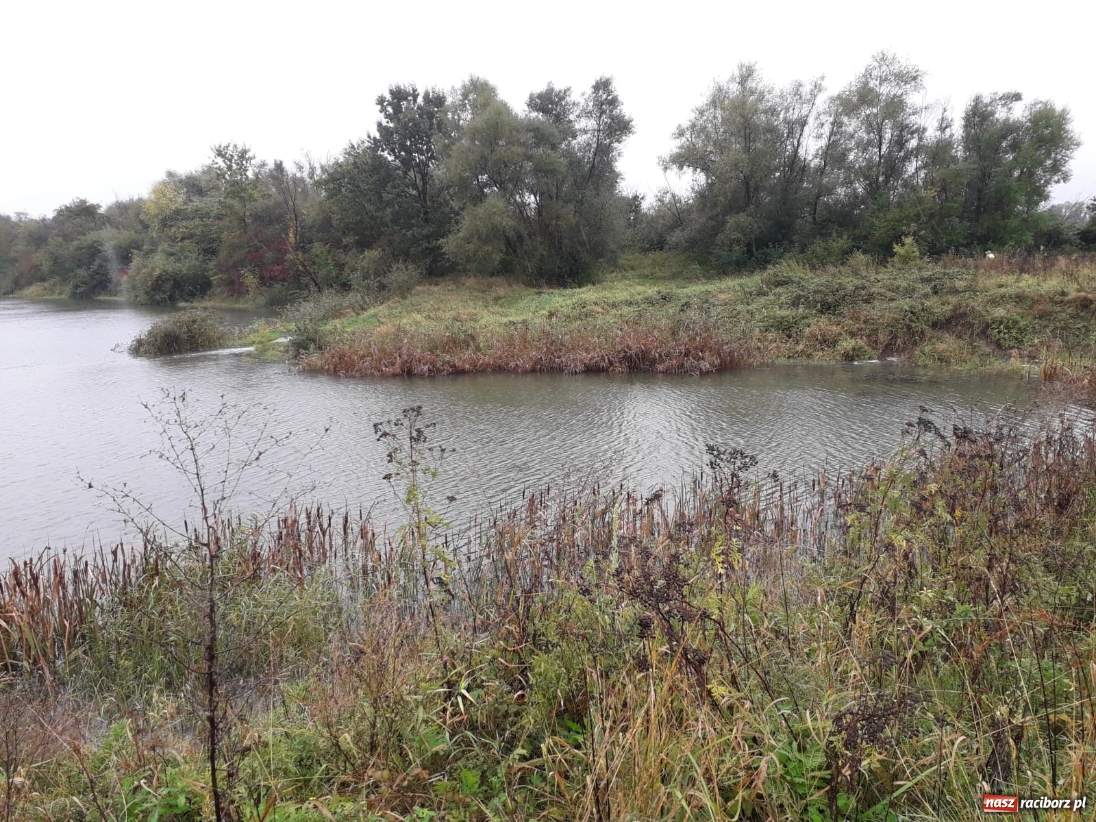 Zdjęcie w galerii na portalu naszraciborz.pl: W gminie Krzyżanowice groźna sytuacja na Bełku. Na Łapaczu układają zaporę z worków wiadomości z regionu