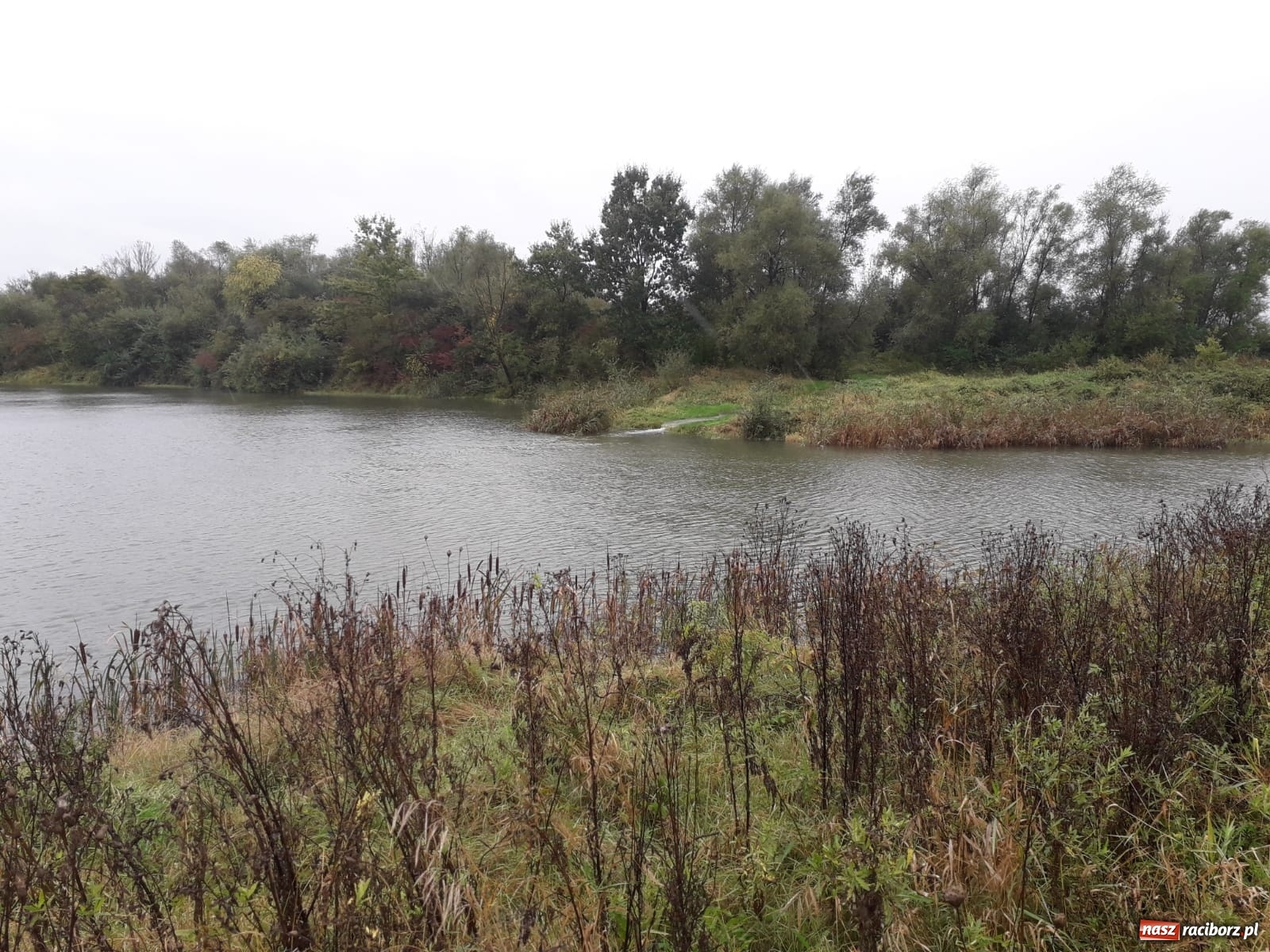 Zdjęcie w galerii na portalu naszraciborz.pl: W gminie Krzyżanowice groźna sytuacja na Bełku. Na Łapaczu układają zaporę z worków wiadomości z regionu