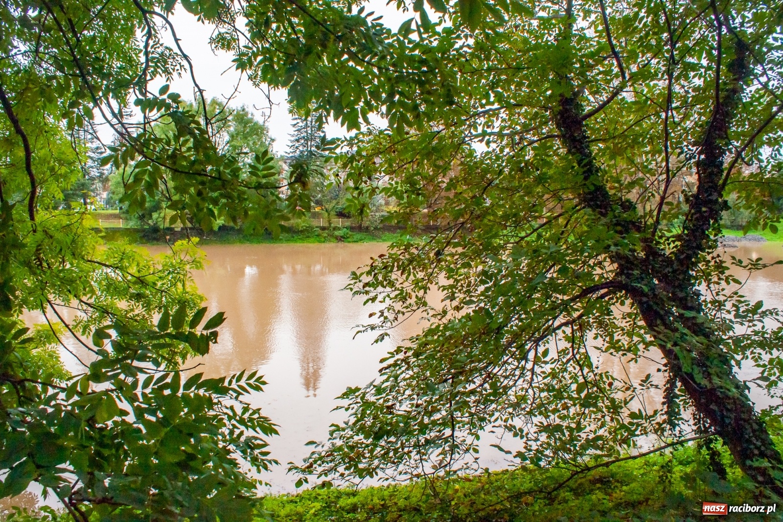 Zdjęcie w galerii na portalu naszraciborz.pl: Sytuacja powodziowa w powiecie raciborskim  wiadomości z regionu