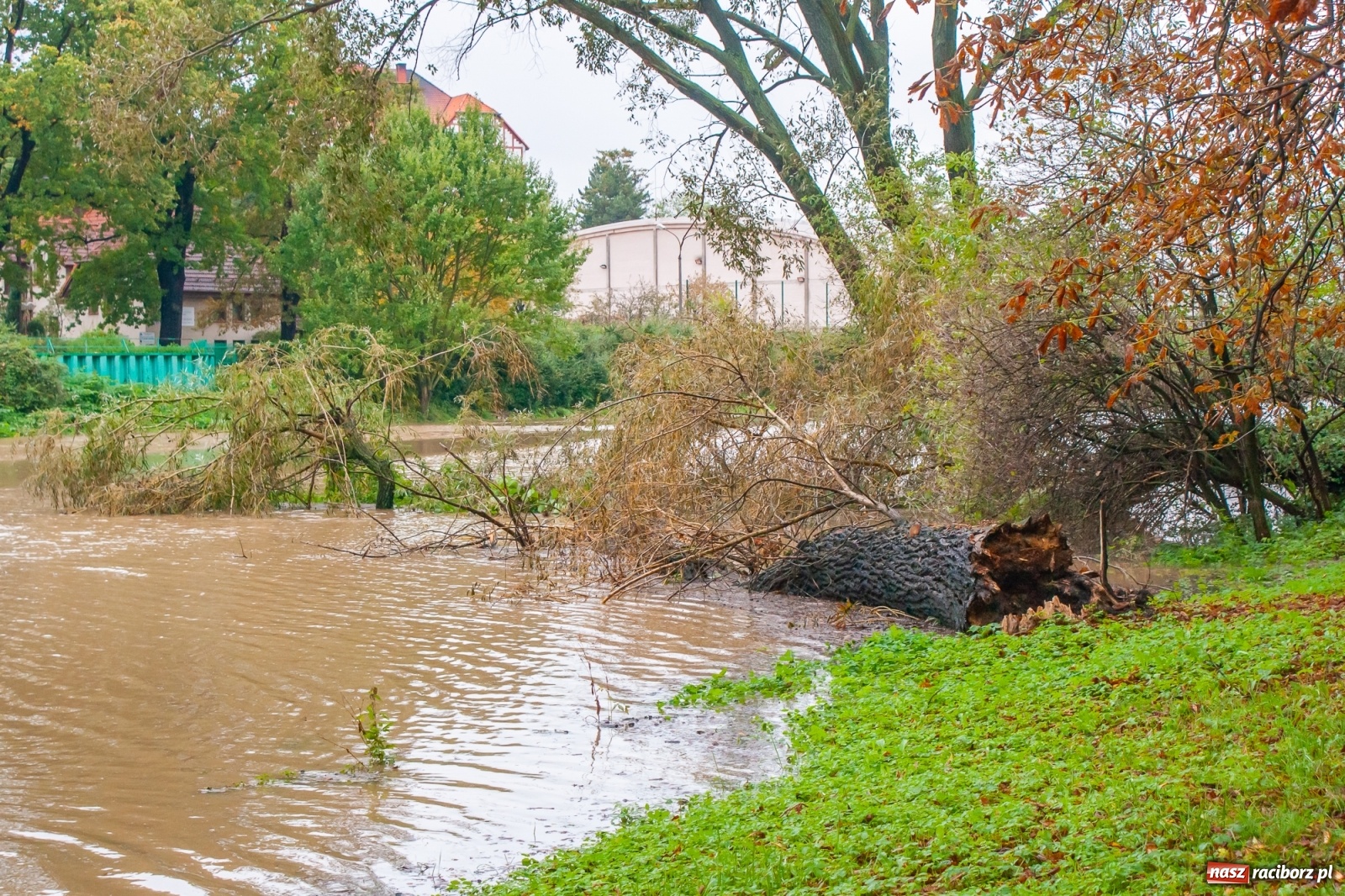 Zdjęcie w galerii na portalu naszraciborz.pl: Sytuacja powodziowa w powiecie raciborskim  wiadomości z regionu