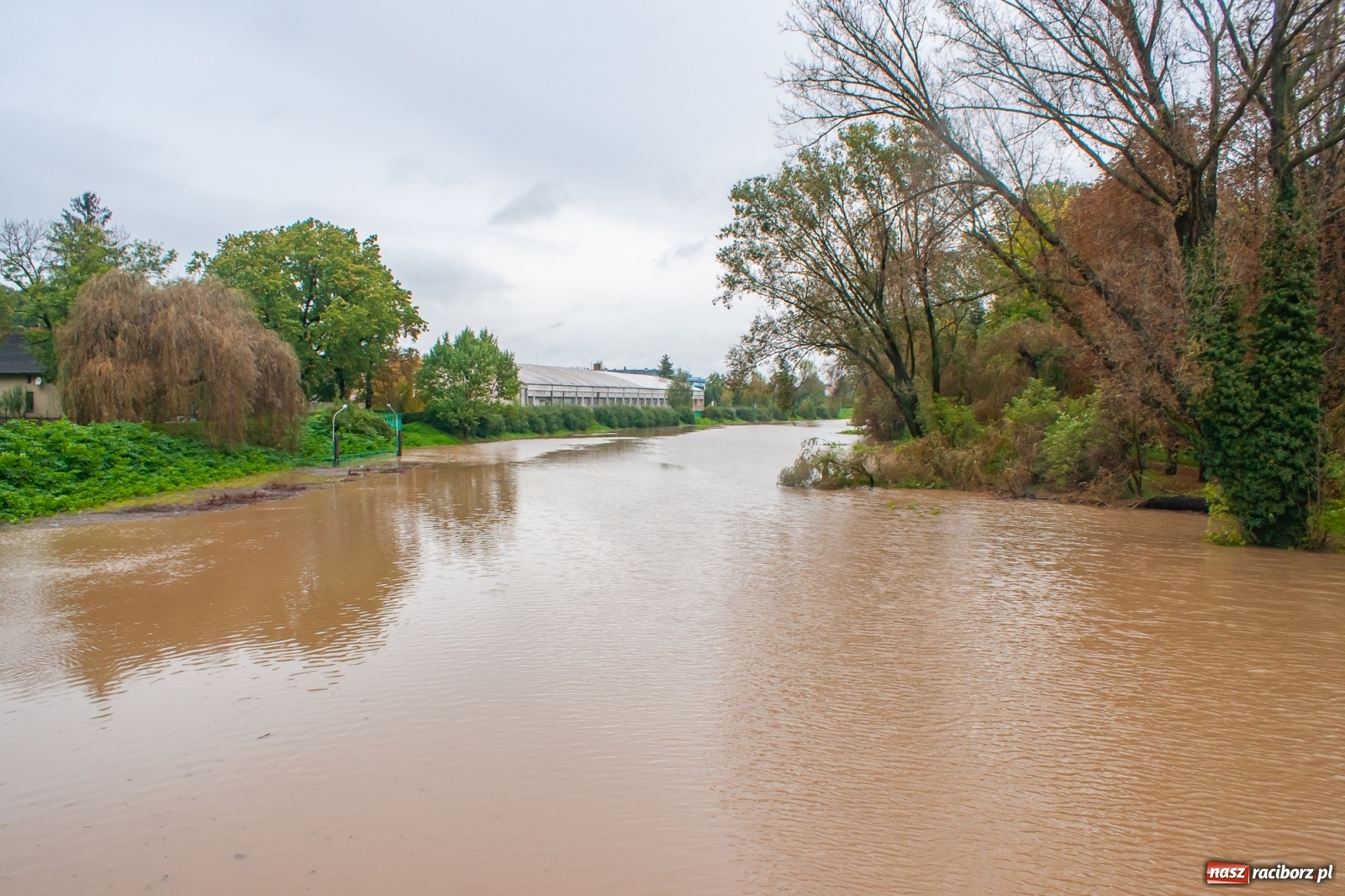 Zdjęcie w galerii na portalu naszraciborz.pl: Sytuacja powodziowa w powiecie raciborskim  wiadomości z regionu