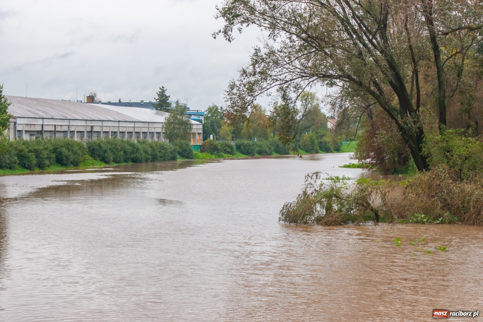 Zdjęcie w galerii na portalu naszraciborz.pl: Sytuacja powodziowa w powiecie raciborskim  wiadomości z regionu