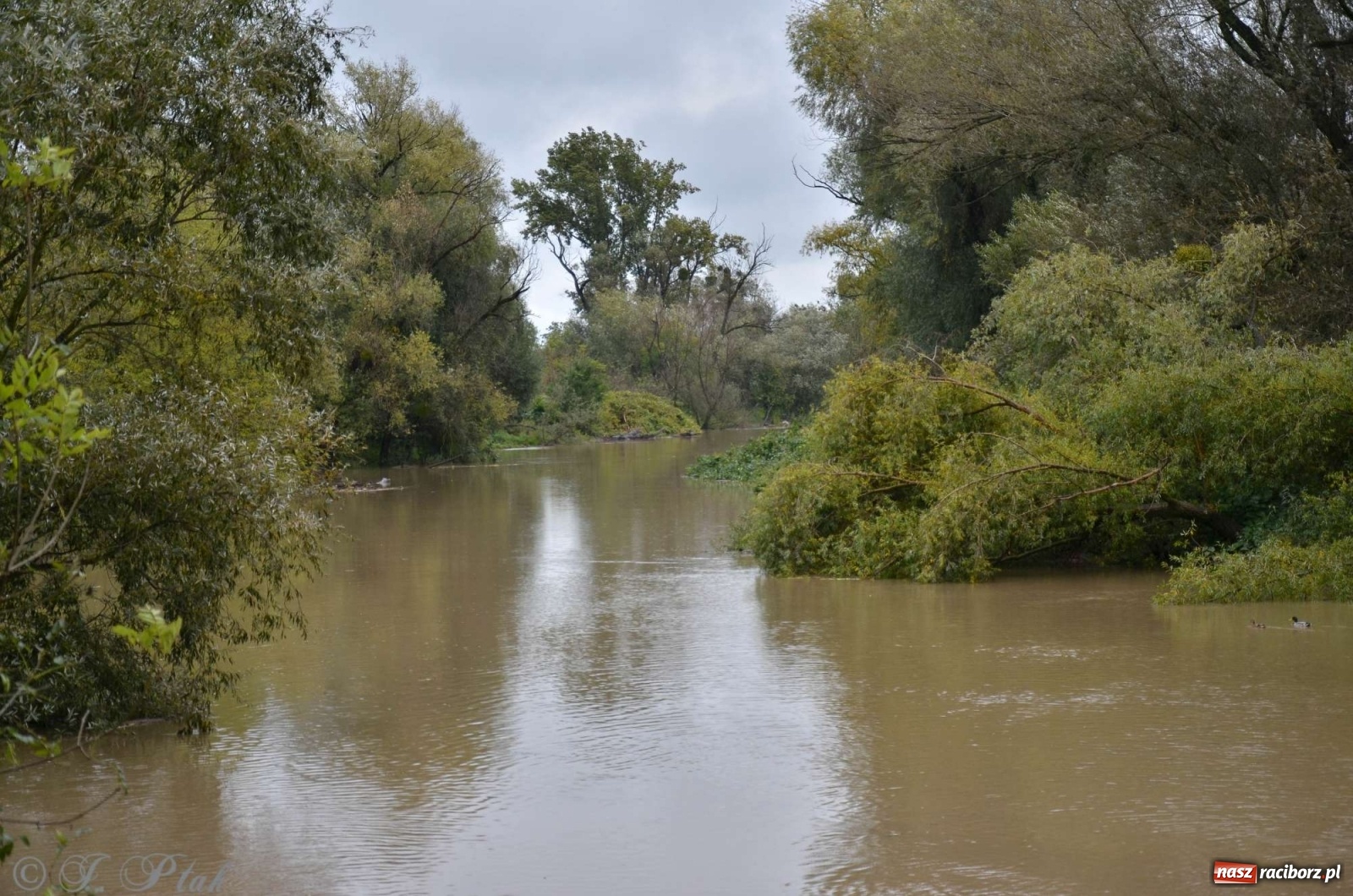Zdjęcie w galerii na portalu naszraciborz.pl: Zbiornik zacznie piętrzyć wodę w nocy. Decyzja budzi jednak kontrowersje wiadomości z regionu