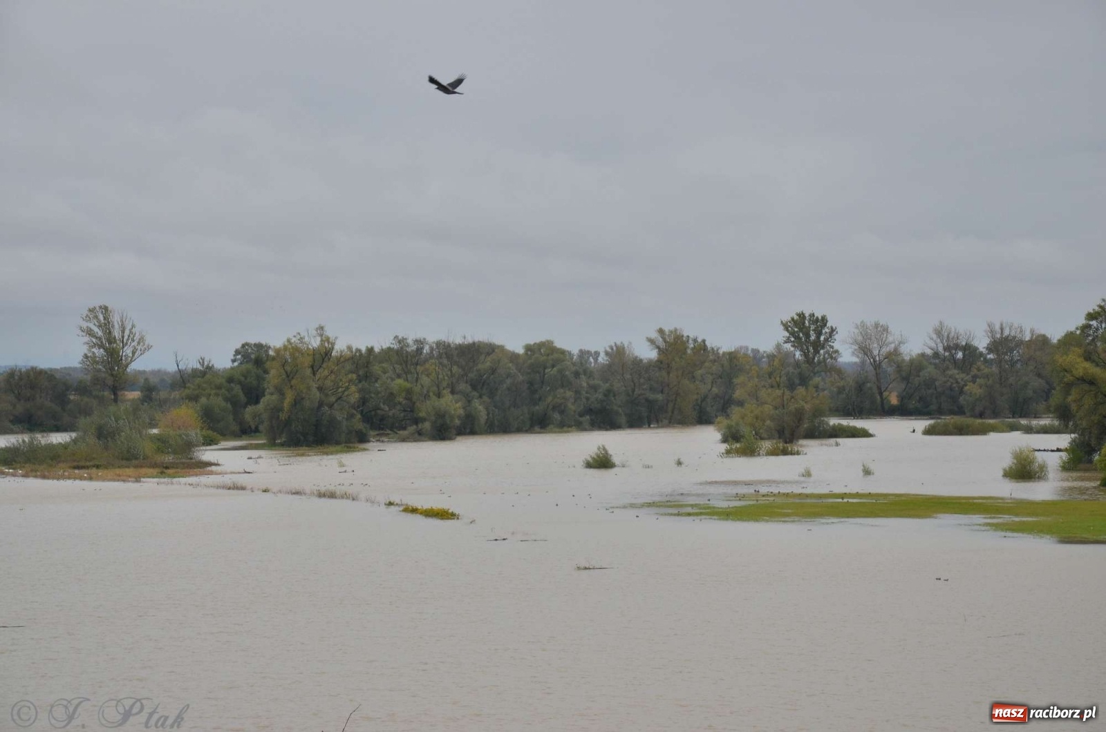 Zdjęcie w galerii na portalu naszraciborz.pl: Zbiornik zacznie piętrzyć wodę w nocy. Decyzja budzi jednak kontrowersje wiadomości z regionu