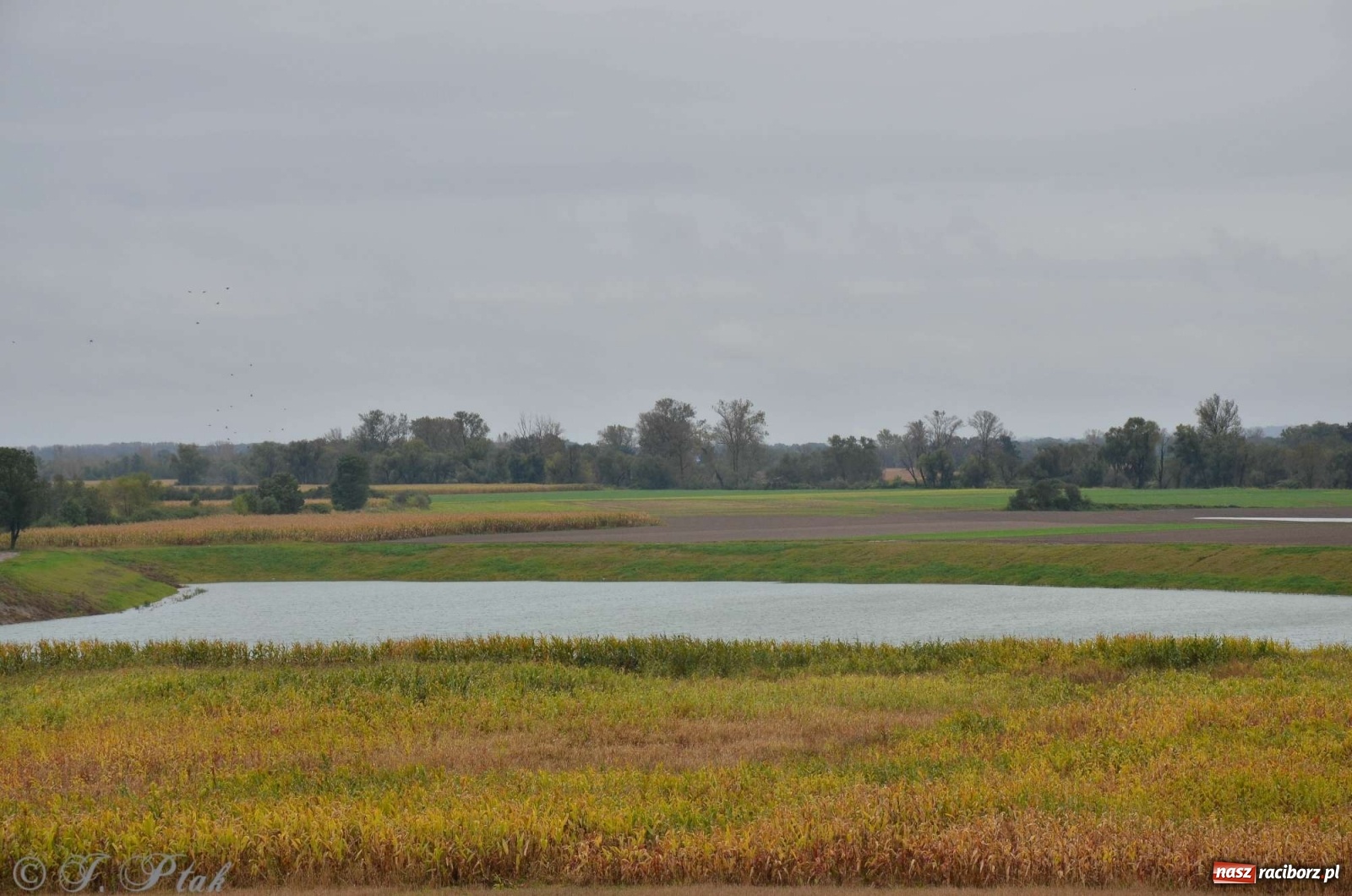 Zdjęcie w galerii na portalu naszraciborz.pl: Zbiornik zacznie piętrzyć wodę w nocy. Decyzja budzi jednak kontrowersje wiadomości z regionu