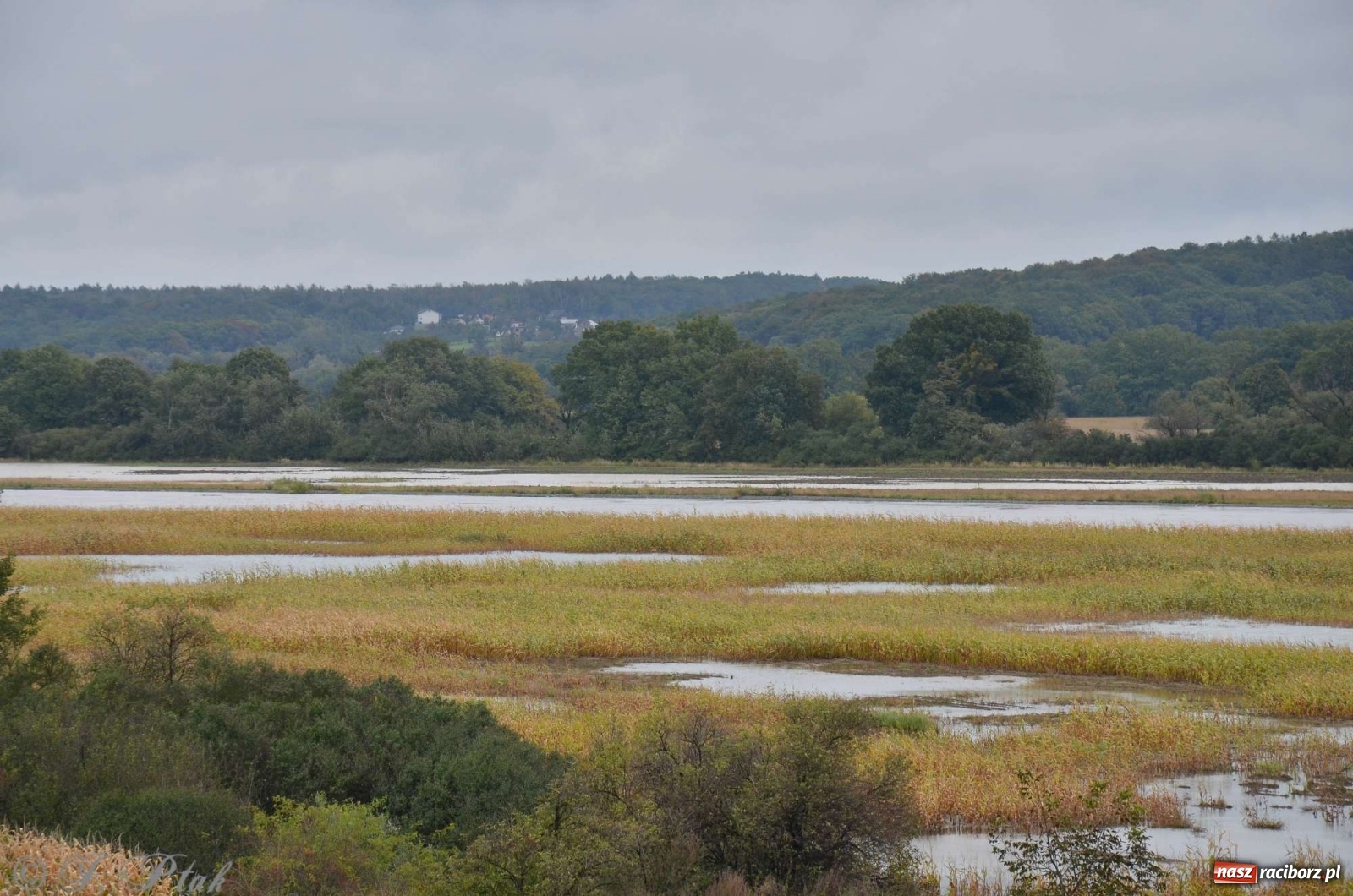 Zdjęcie w galerii na portalu naszraciborz.pl: Zbiornik zacznie piętrzyć wodę w nocy. Decyzja budzi jednak kontrowersje wiadomości z regionu