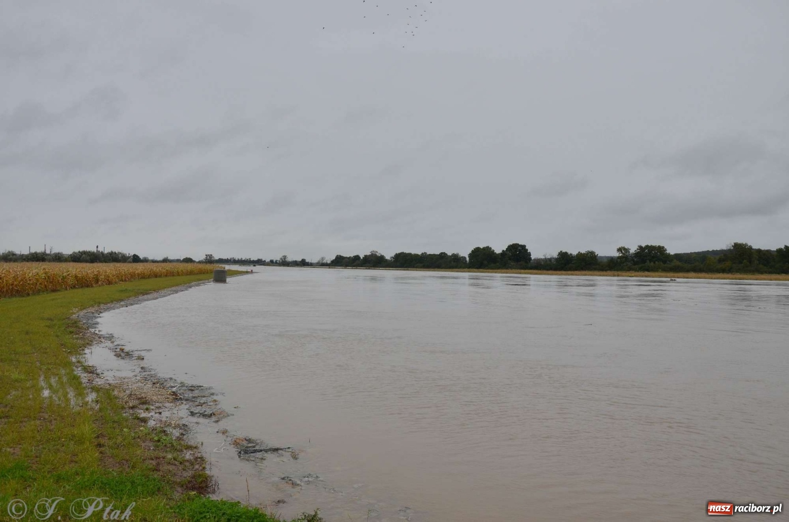 Zdjęcie w galerii na portalu naszraciborz.pl: Zbiornik zacznie piętrzyć wodę w nocy. Decyzja budzi jednak kontrowersje wiadomości z regionu
