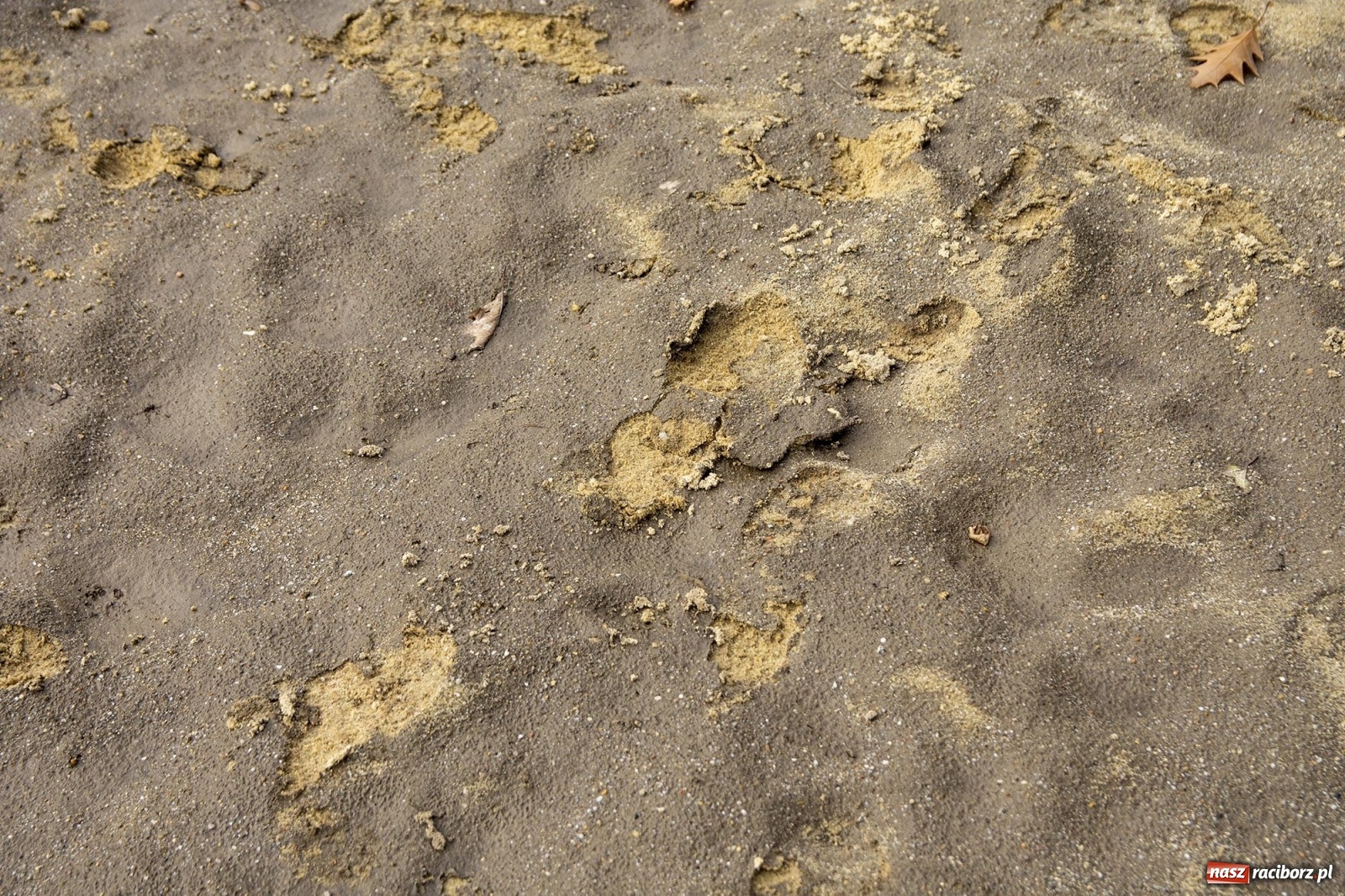 Zdjęcie w galerii na portalu naszraciborz.pl: Wojewoda odwołał pogotowie przeciwpowodziowe. Bulwary w opłakanym stanie wiadomości z regionu