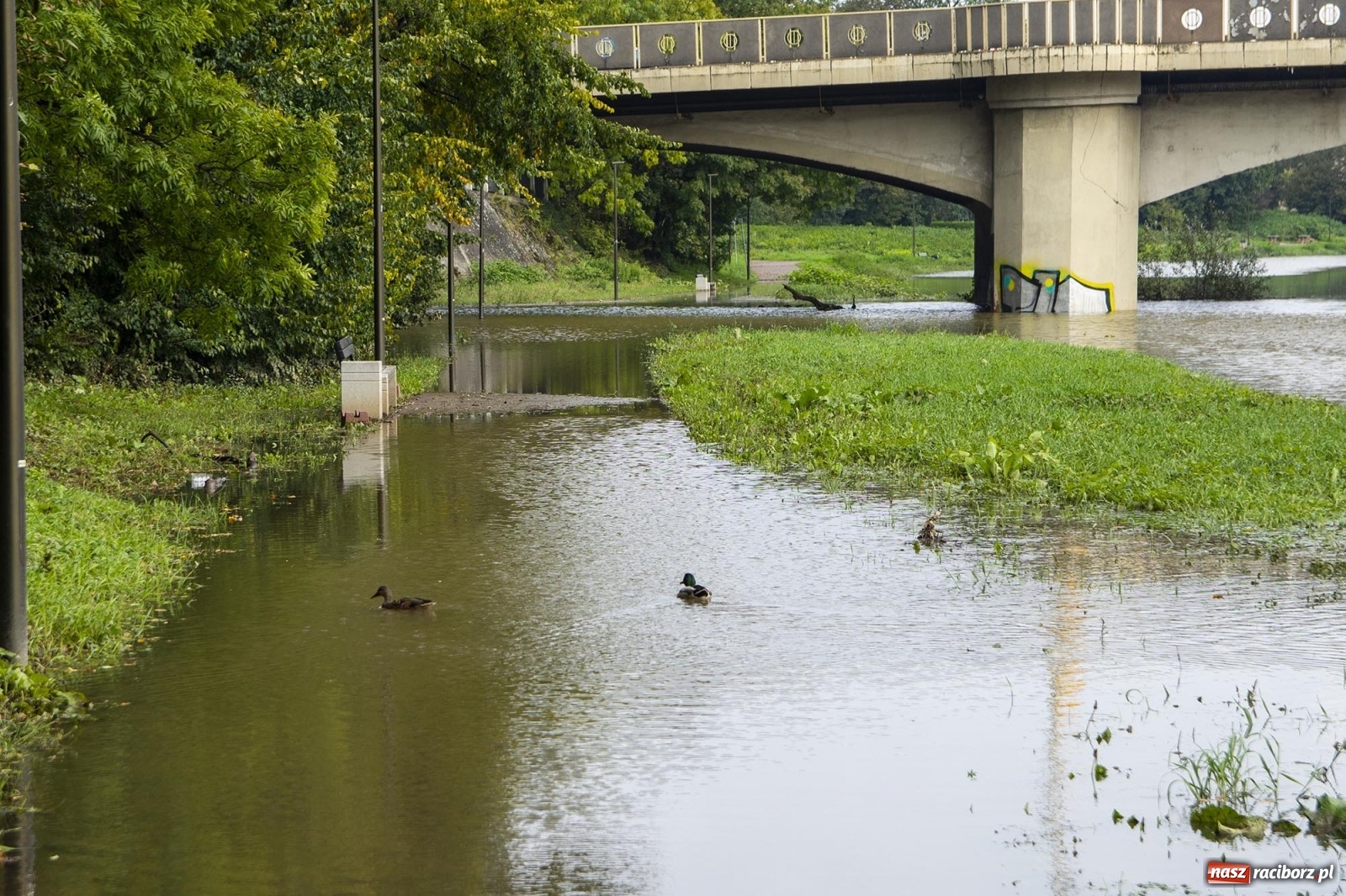 Zdjęcie w galerii na portalu naszraciborz.pl: Wojewoda odwołał pogotowie przeciwpowodziowe. Bulwary w opłakanym stanie wiadomości z regionu