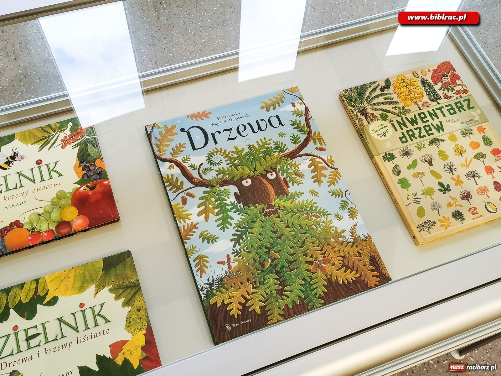 Zdjęcie w galerii na portalu naszraciborz.pl: Wystawa Drzewa w raciborskiej bibliotece wiadomości z regionu