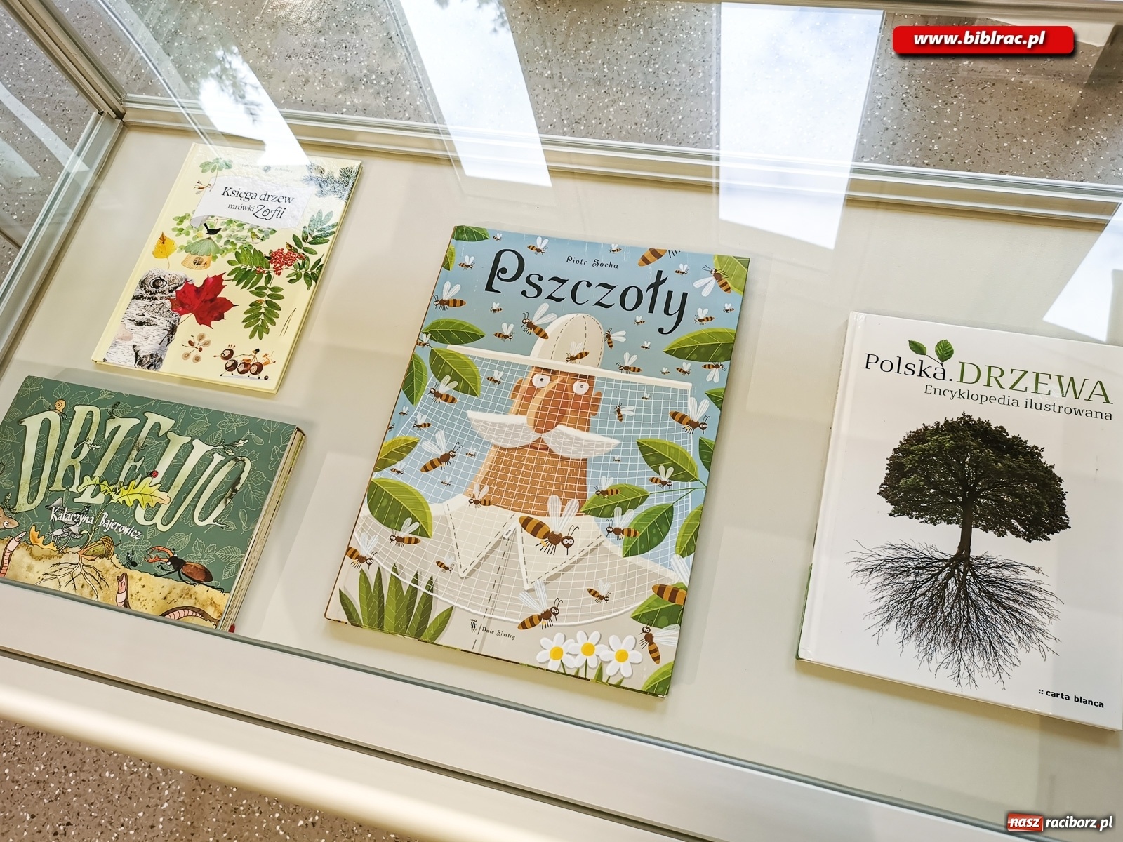 Zdjęcie w galerii na portalu naszraciborz.pl: Wystawa Drzewa w raciborskiej bibliotece wiadomości z regionu