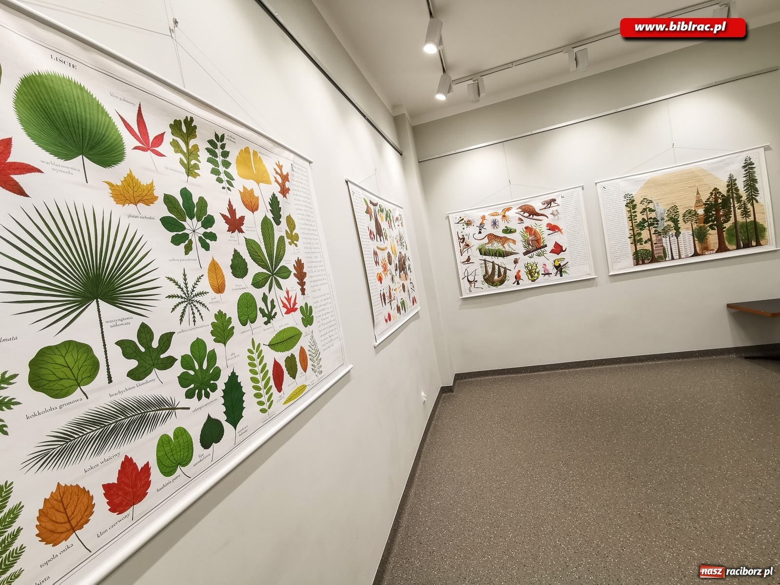 Zdjęcie w galerii na portalu naszraciborz.pl: Wystawa Drzewa w raciborskiej bibliotece wiadomości z regionu