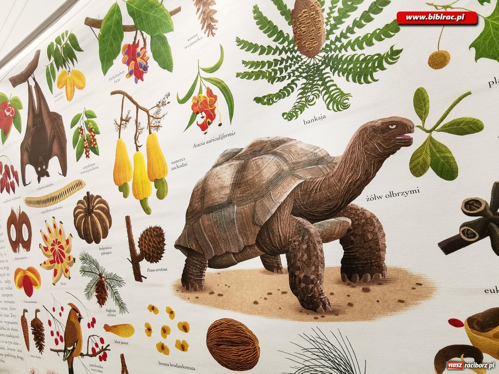 Zdjęcie w galerii na portalu naszraciborz.pl: Wystawa Drzewa w raciborskiej bibliotece wiadomości z regionu