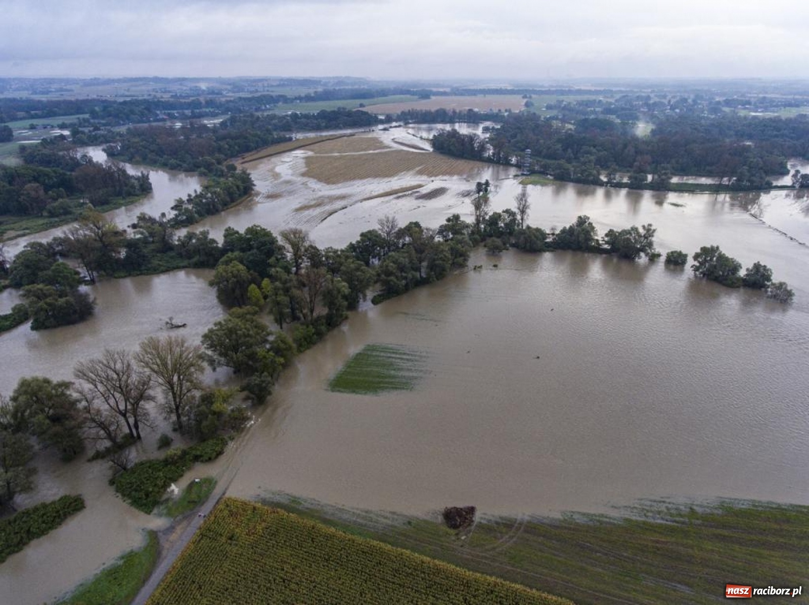 Zdjęcie w galerii na portalu naszraciborz.pl: Meandry Odry to teraz jedno wielkie rozlewisko. Ścieżka rowerowa zamknięta [FOTO] wiadomości z regionu