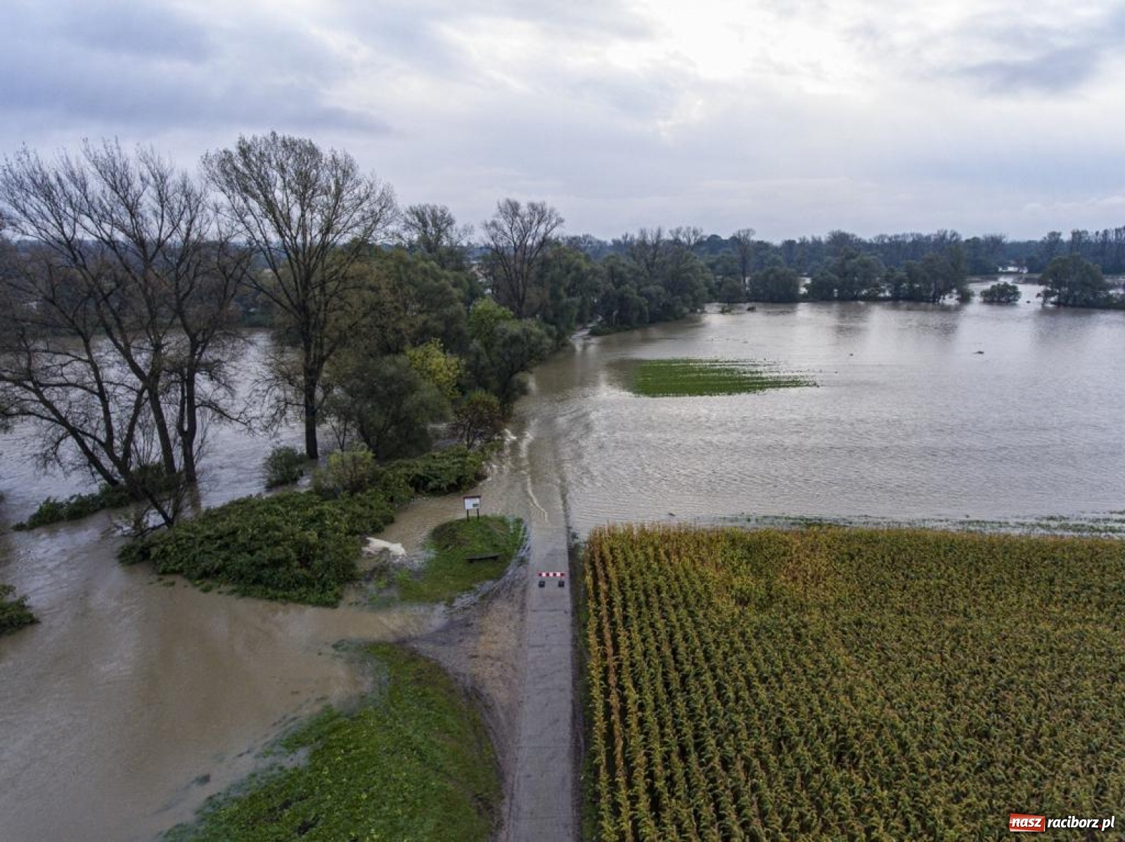 Zdjęcie w galerii na portalu naszraciborz.pl: Meandry Odry to teraz jedno wielkie rozlewisko. Ścieżka rowerowa zamknięta [FOTO] wiadomości z regionu