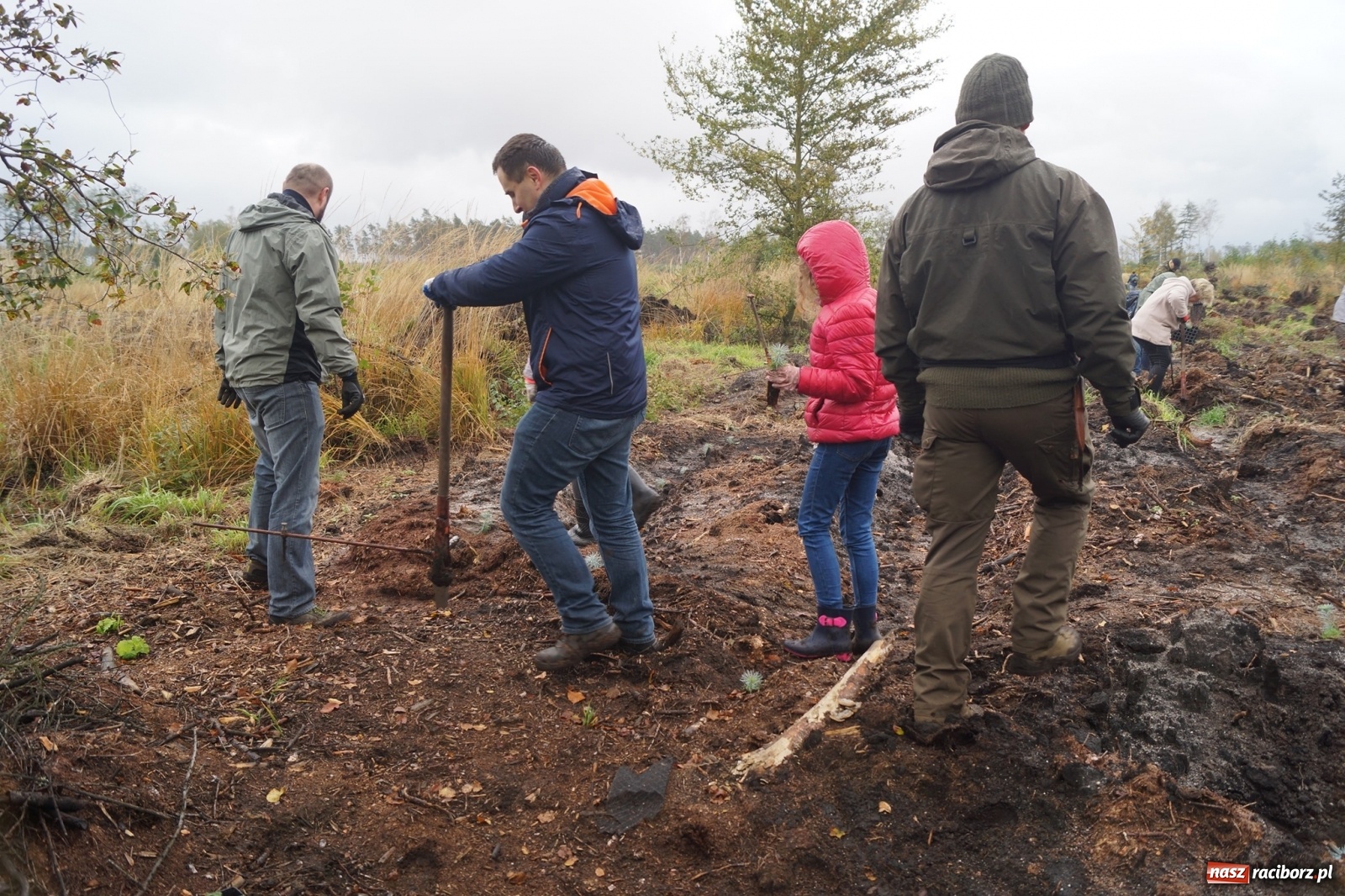 Zdjęcie w galerii na portalu naszraciborz.pl: Fundacja Mój Las posadziła w Kuźni Rac. ponad 2000 drzew  wiadomości z regionu