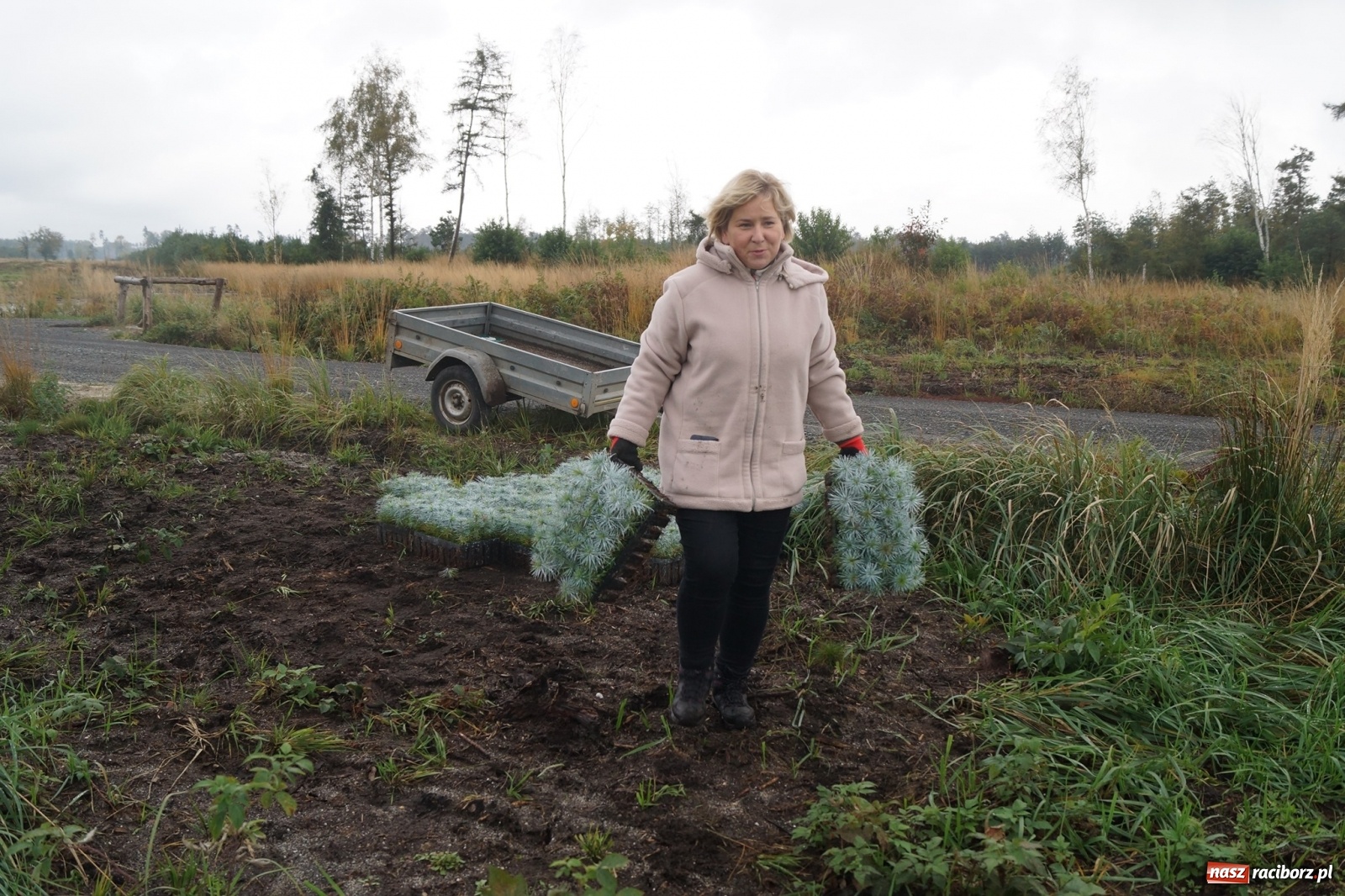 Zdjęcie w galerii na portalu naszraciborz.pl: Fundacja Mój Las posadziła w Kuźni Rac. ponad 2000 drzew  wiadomości z regionu