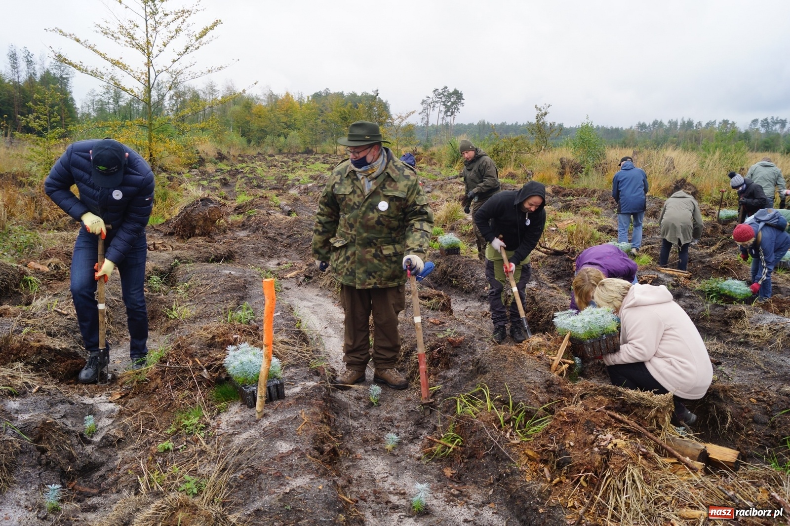 Zdjęcie w galerii na portalu naszraciborz.pl: Fundacja Mój Las posadziła w Kuźni Rac. ponad 2000 drzew  wiadomości z regionu
