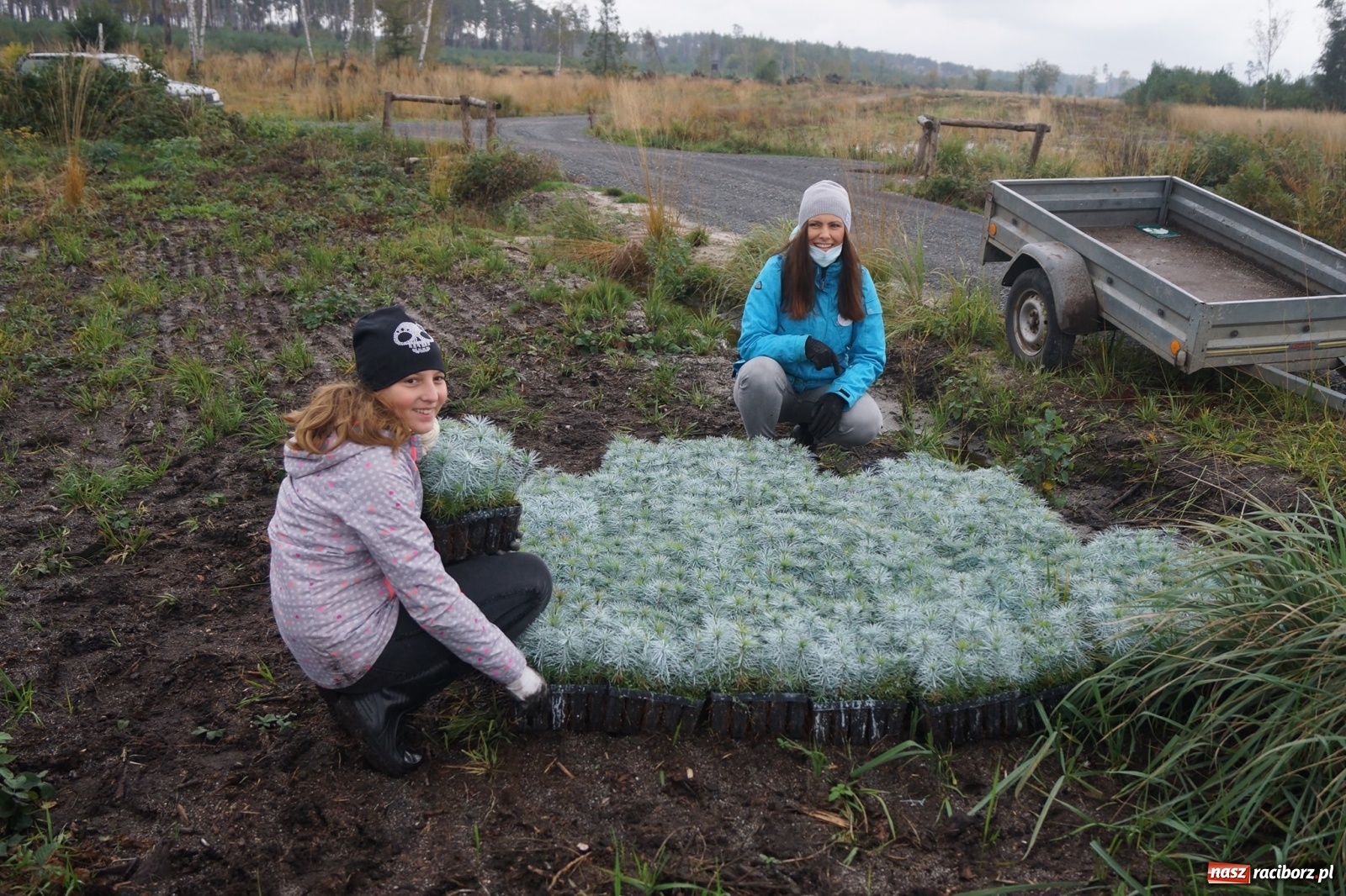 Zdjęcie w galerii na portalu naszraciborz.pl: Fundacja Mój Las posadziła w Kuźni Rac. ponad 2000 drzew  wiadomości z regionu