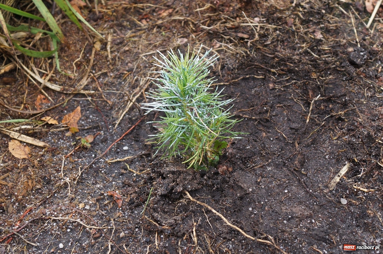 Zdjęcie w galerii na portalu naszraciborz.pl: Fundacja Mój Las posadziła w Kuźni Rac. ponad 2000 drzew  wiadomości z regionu