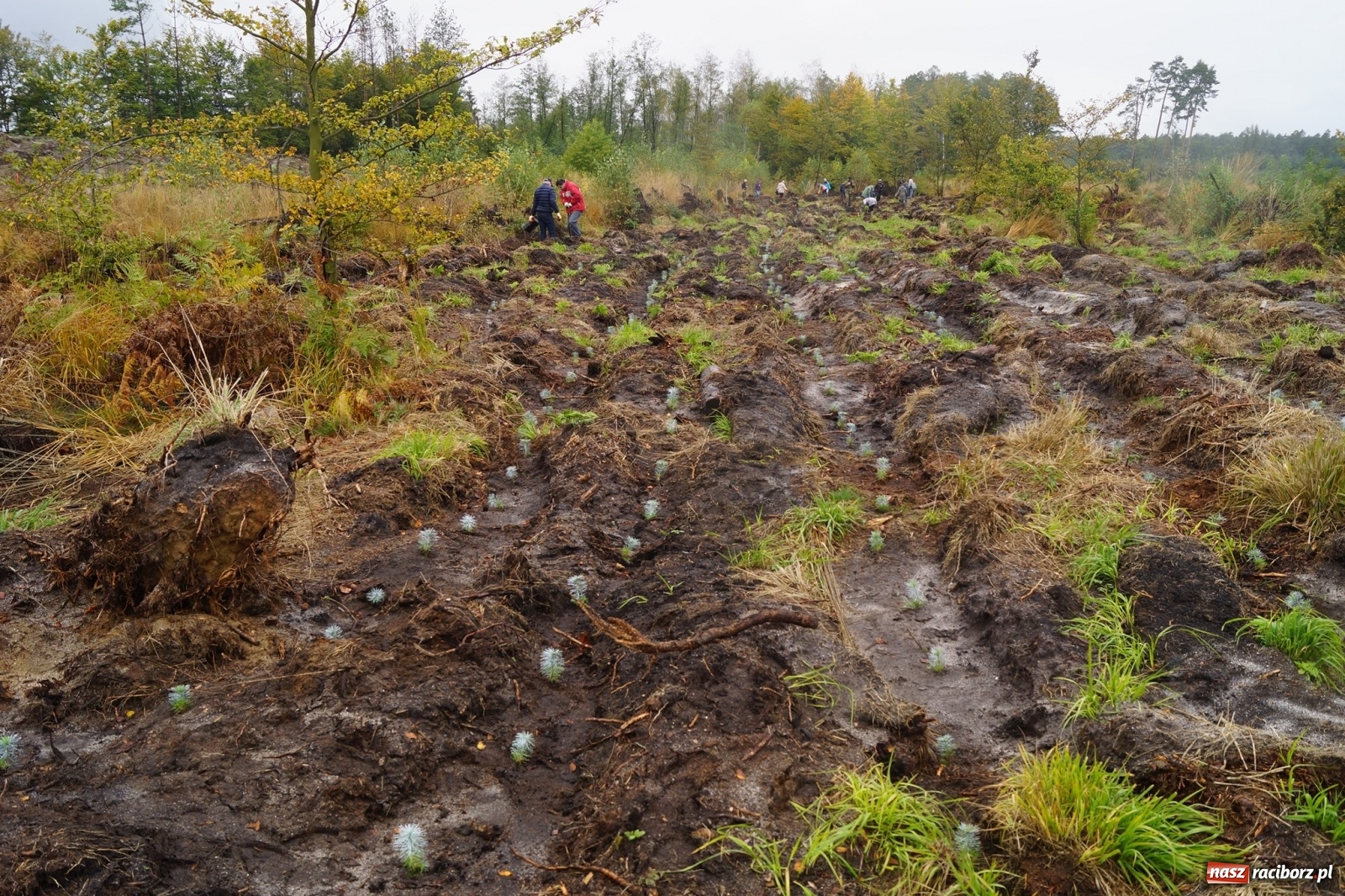 Zdjęcie w galerii na portalu naszraciborz.pl: Fundacja Mój Las posadziła w Kuźni Rac. ponad 2000 drzew  wiadomości z regionu