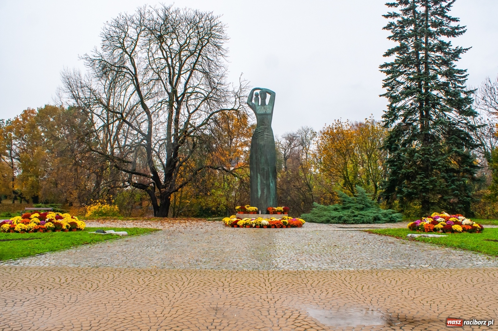 Zdjęcie w galerii na portalu naszraciborz.pl: Władze miasta odkupiły 1600 chryzantem  wiadomości z regionu