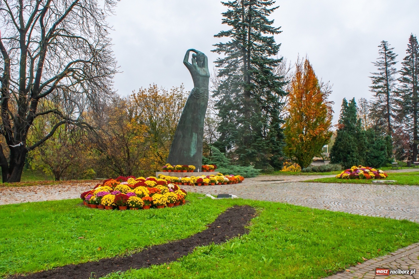 Zdjęcie w galerii na portalu naszraciborz.pl: Władze miasta odkupiły 1600 chryzantem  wiadomości z regionu