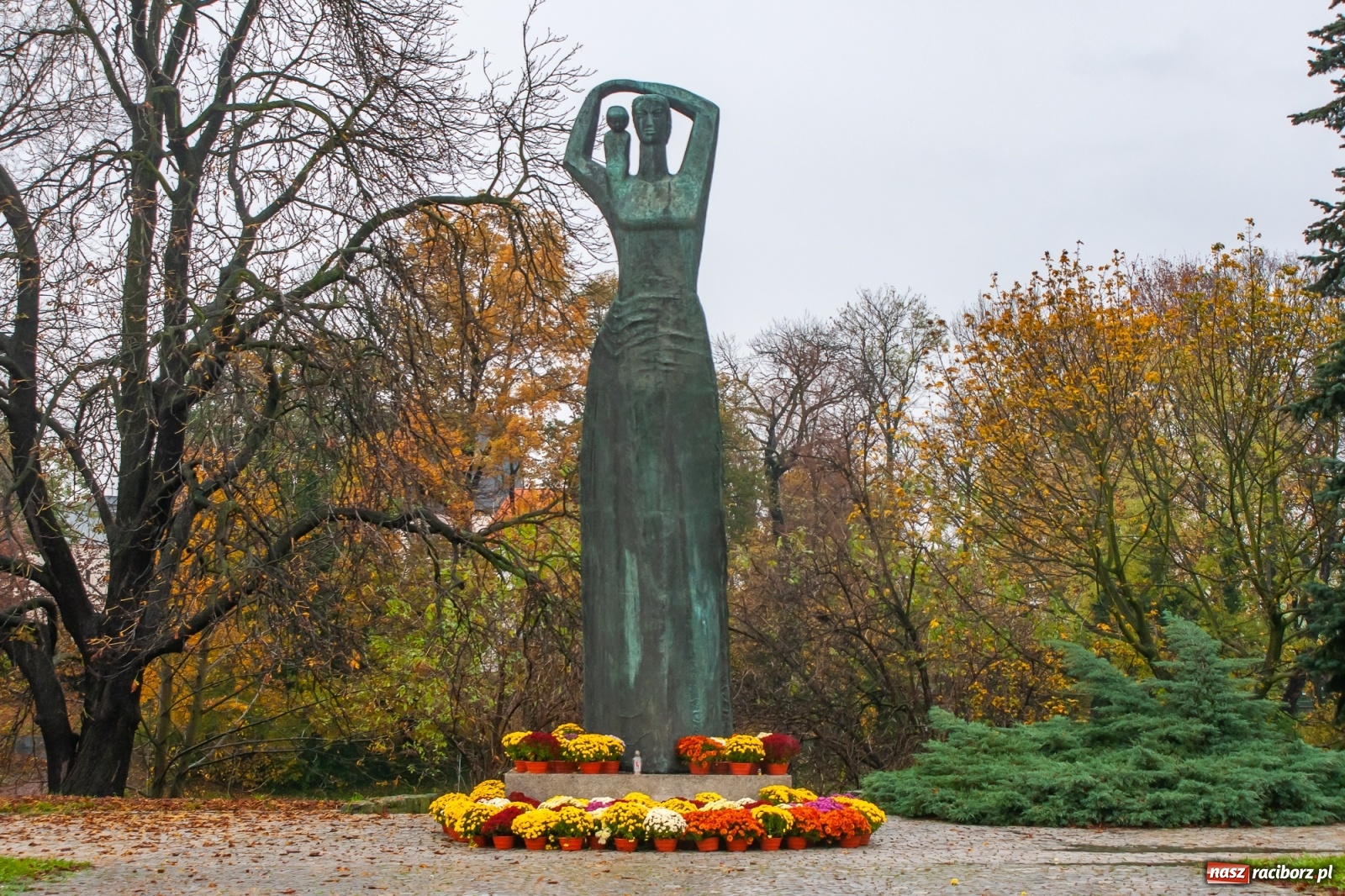 Zdjęcie w galerii na portalu naszraciborz.pl: Władze miasta odkupiły 1600 chryzantem  wiadomości z regionu