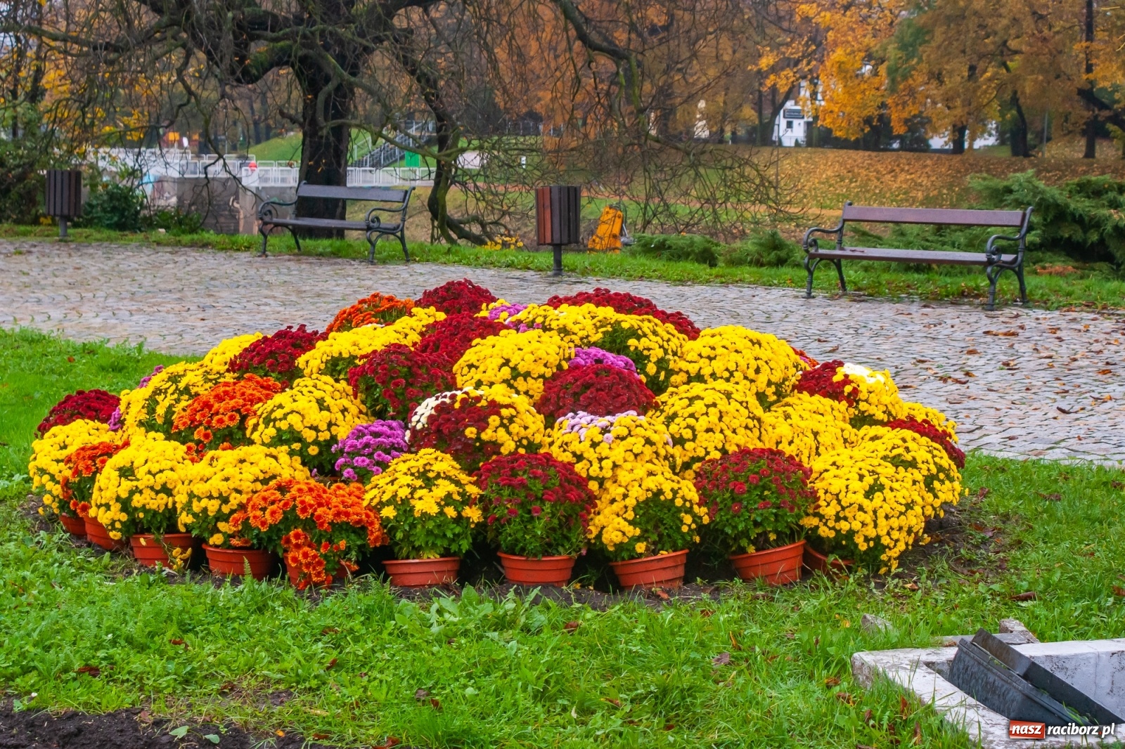 Zdjęcie w galerii na portalu naszraciborz.pl: Władze miasta odkupiły 1600 chryzantem  wiadomości z regionu