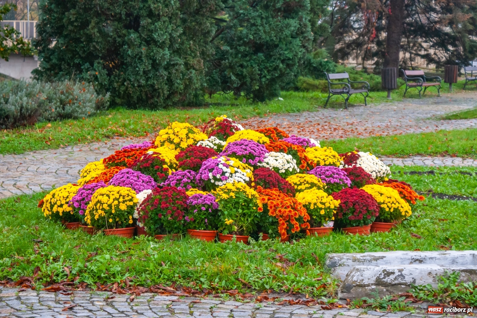 Zdjęcie w galerii na portalu naszraciborz.pl: Władze miasta odkupiły 1600 chryzantem  wiadomości z regionu