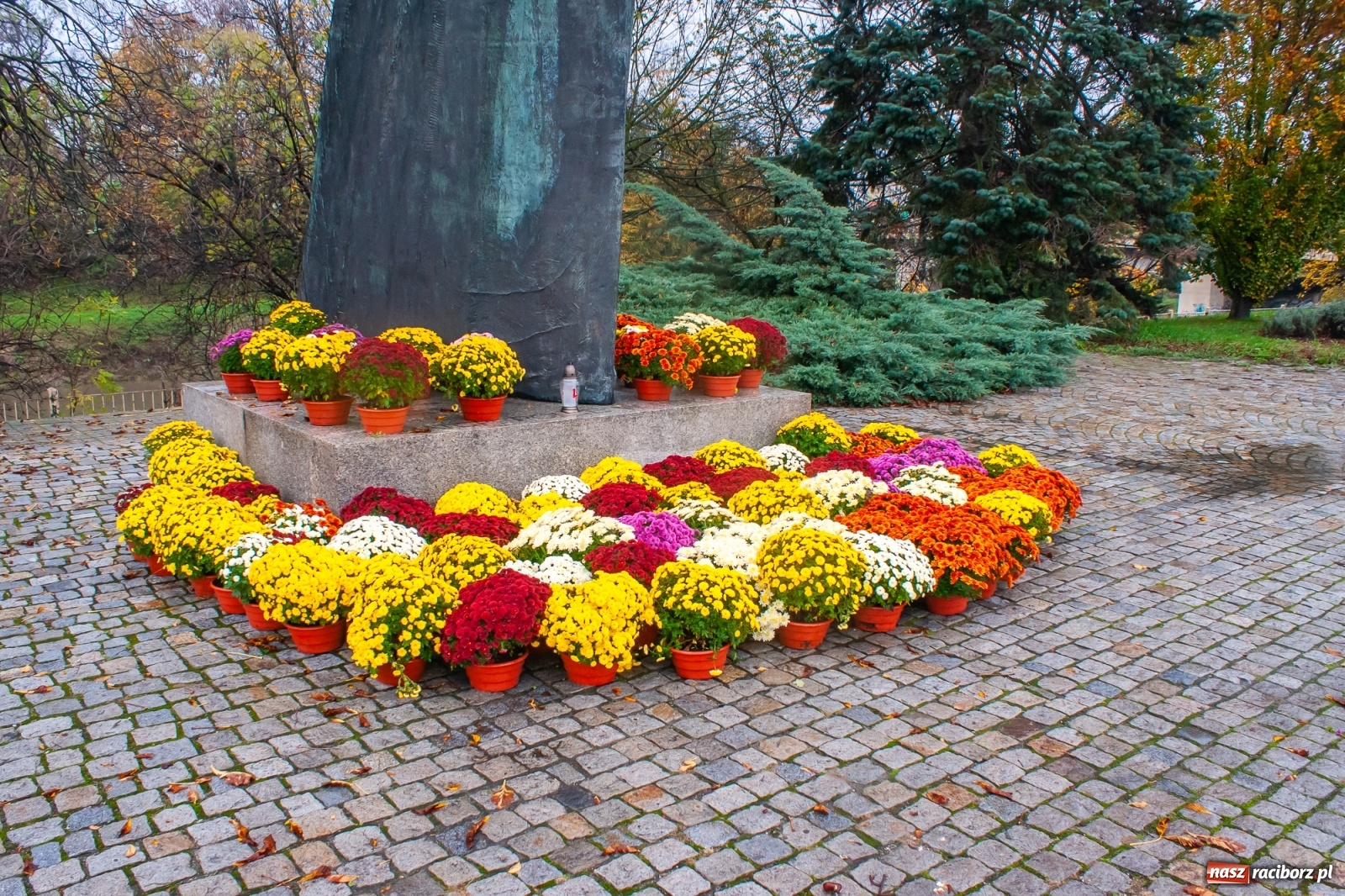 Zdjęcie w galerii na portalu naszraciborz.pl: Władze miasta odkupiły 1600 chryzantem  wiadomości z regionu