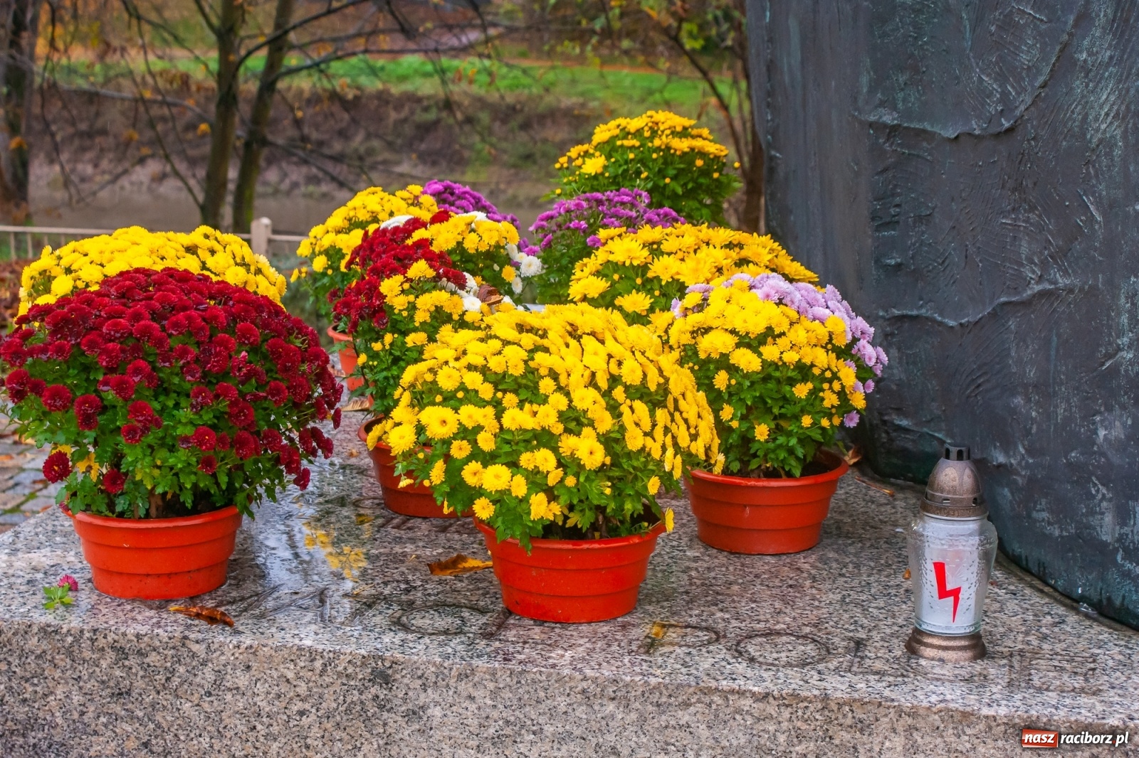 Zdjęcie w galerii na portalu naszraciborz.pl: Władze miasta odkupiły 1600 chryzantem  wiadomości z regionu