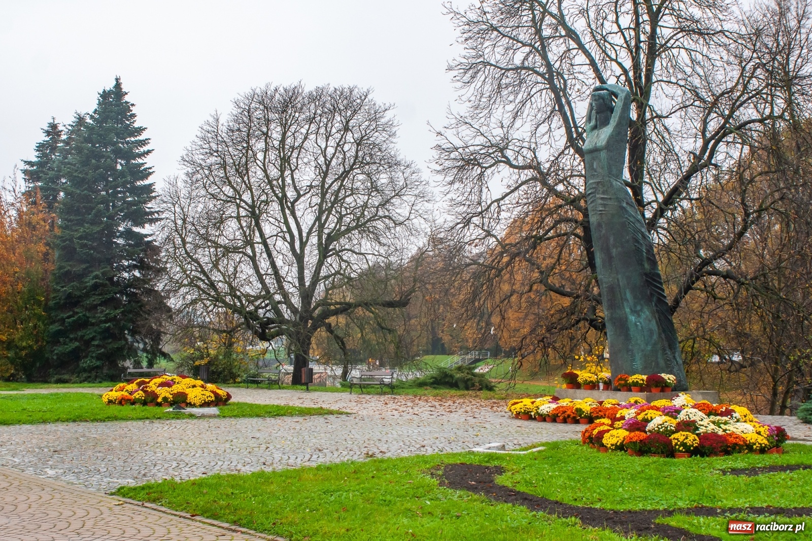 Zdjęcie w galerii na portalu naszraciborz.pl: Władze miasta odkupiły 1600 chryzantem  wiadomości z regionu