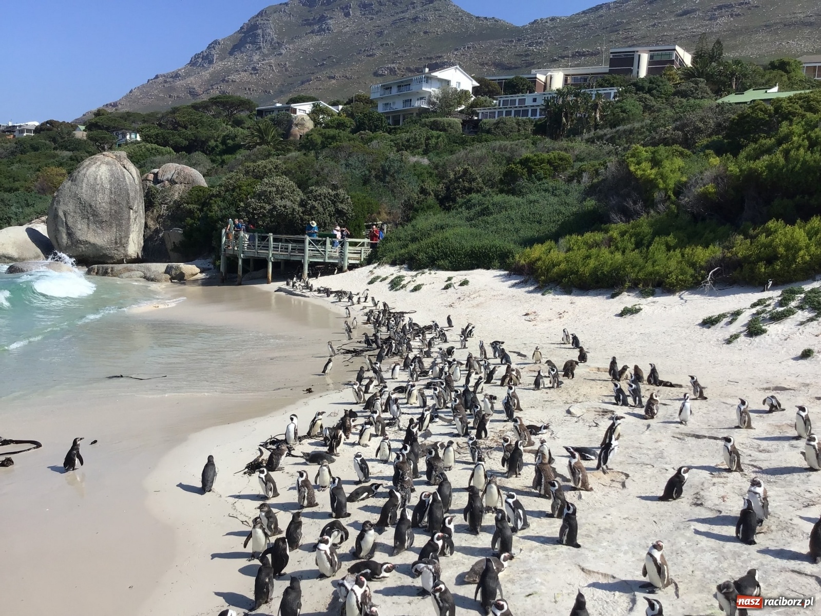 Zdjęcie w galerii na portalu naszraciborz.pl: Wycieczki do RPA po królewsku z CARTER® Pingwiny, Winnice, Wieloryby i Wielka Piątka! wiadomości z regionu
