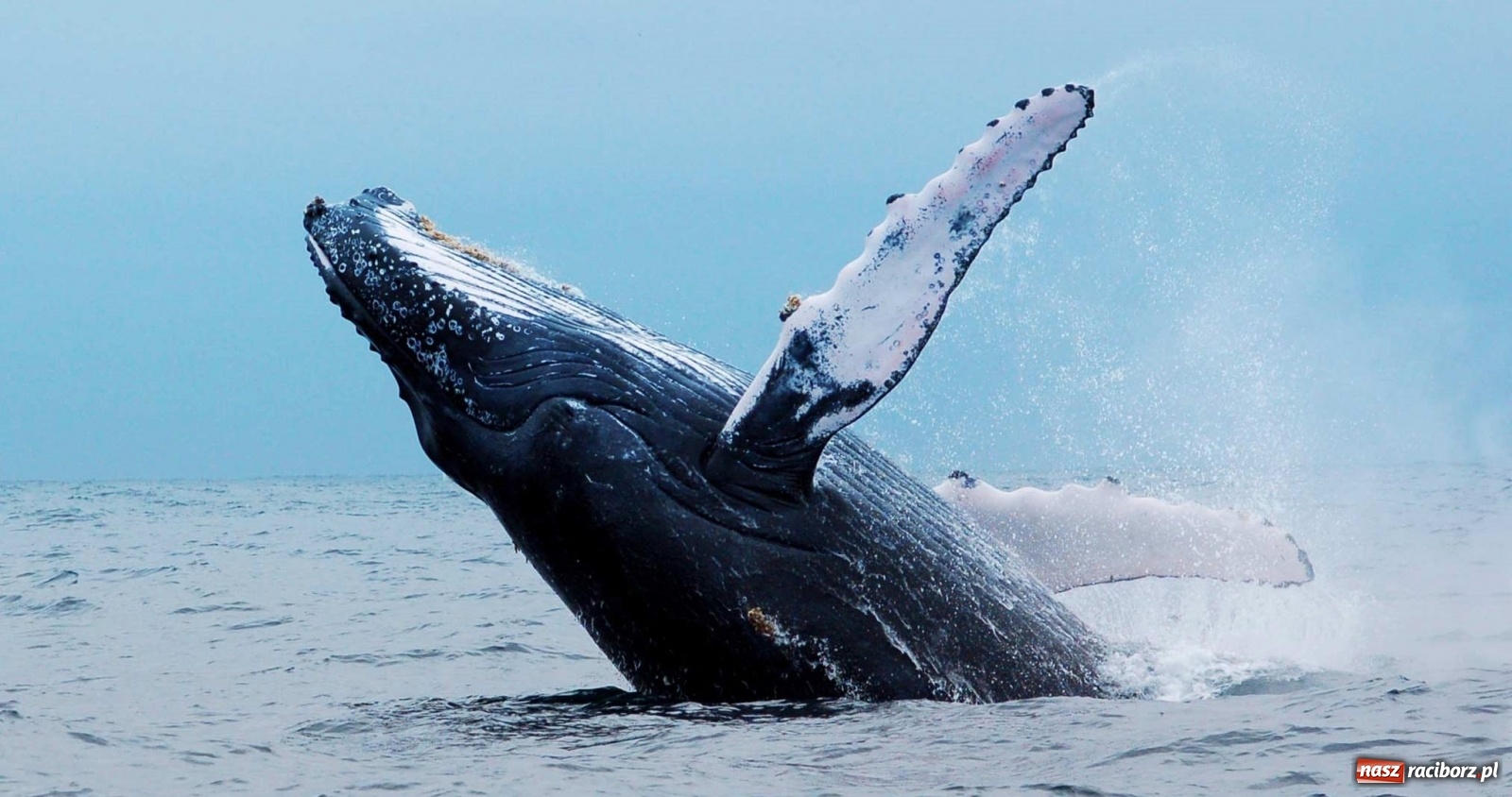Zdjęcie w galerii na portalu naszraciborz.pl: Wycieczki do RPA po królewsku z CARTER® Pingwiny, Winnice, Wieloryby i Wielka Piątka! wiadomości z regionu