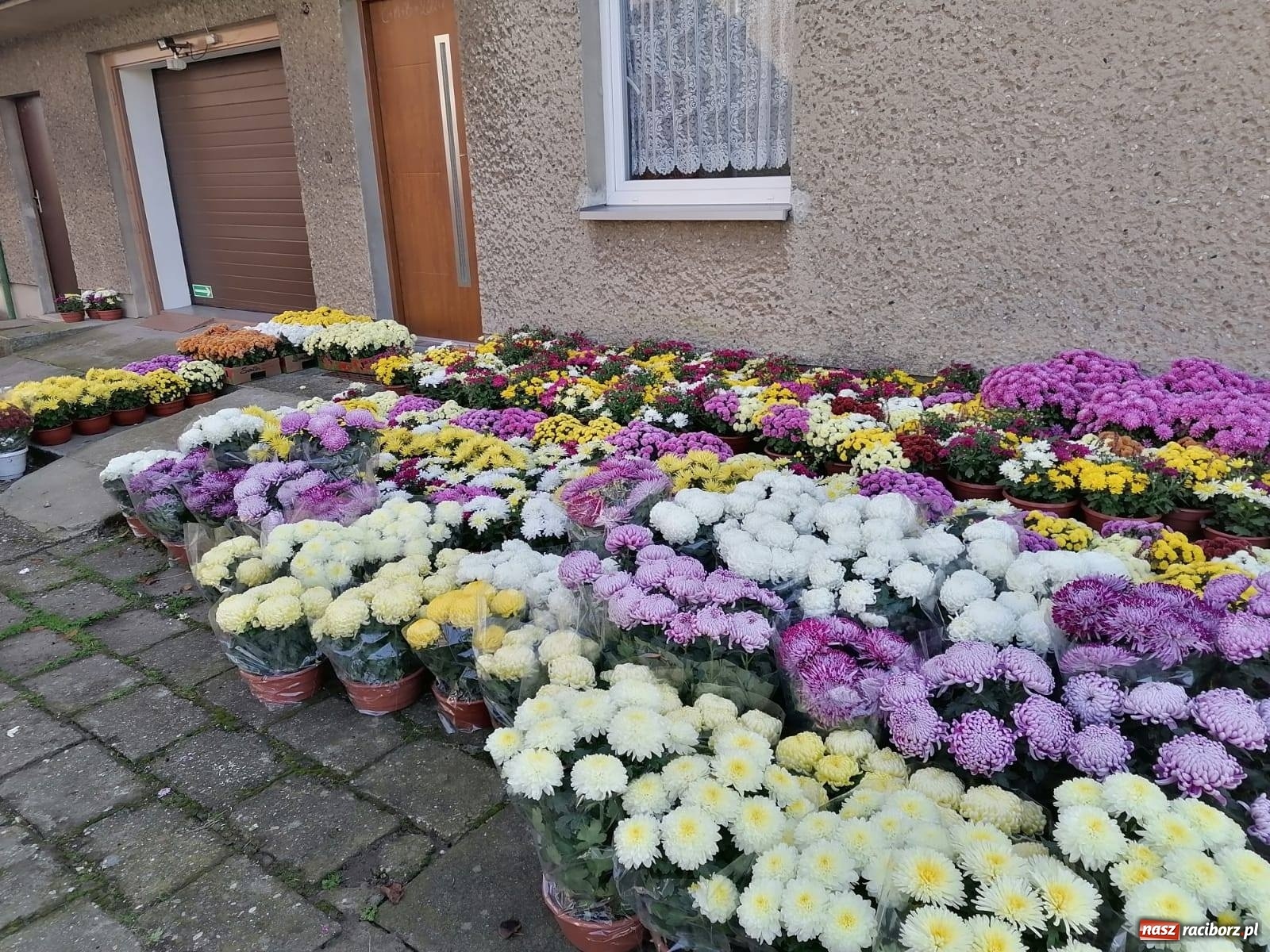 Zdjęcie w galerii na portalu naszraciborz.pl: Gmina Kuźnia Raciborska przyozdobiona chryzantemami [FOTO] wiadomości z regionu