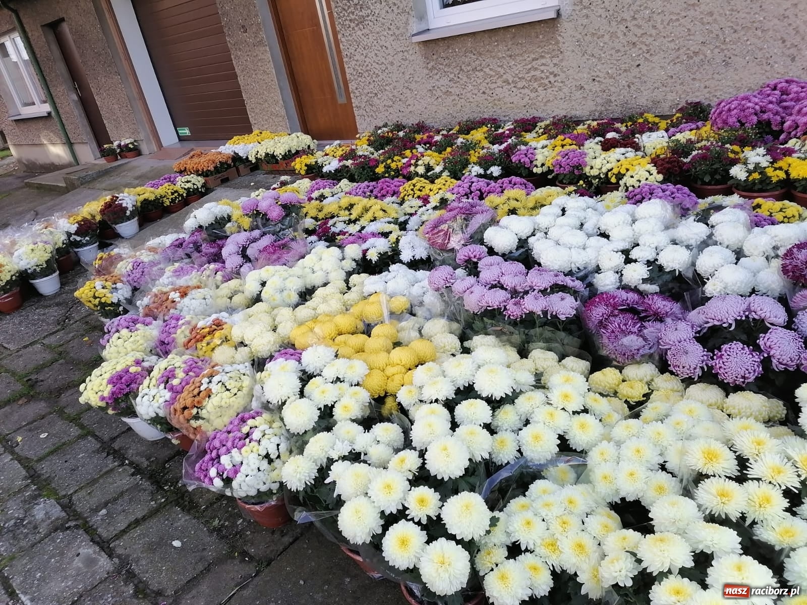 Zdjęcie w galerii na portalu naszraciborz.pl: Gmina Kuźnia Raciborska przyozdobiona chryzantemami [FOTO] wiadomości z regionu