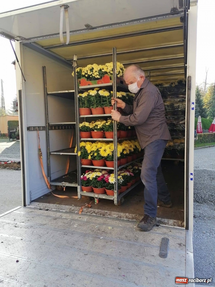 Zdjęcie w galerii na portalu naszraciborz.pl: Gmina Kuźnia Raciborska przyozdobiona chryzantemami [FOTO] wiadomości z regionu