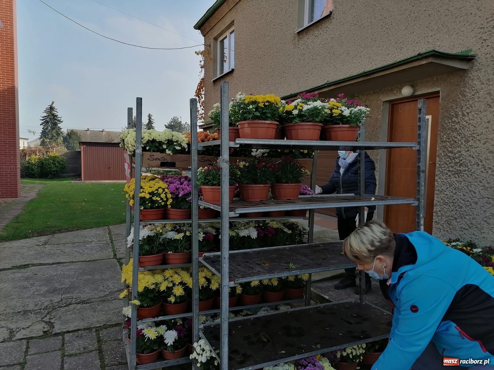 Zdjęcie w galerii na portalu naszraciborz.pl: Gmina Kuźnia Raciborska przyozdobiona chryzantemami [FOTO] wiadomości z regionu