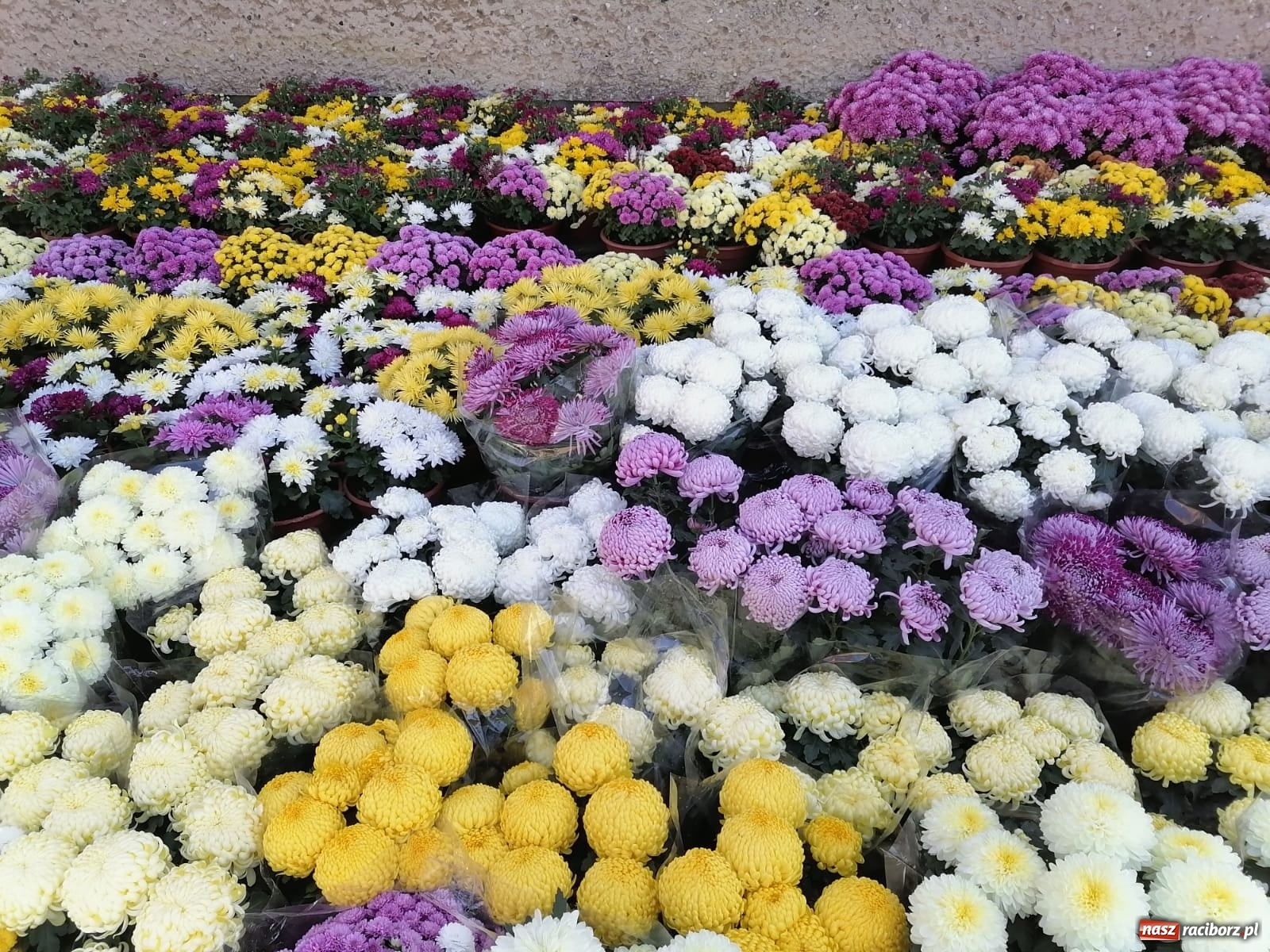 Zdjęcie w galerii na portalu naszraciborz.pl: Gmina Kuźnia Raciborska przyozdobiona chryzantemami [FOTO] wiadomości z regionu