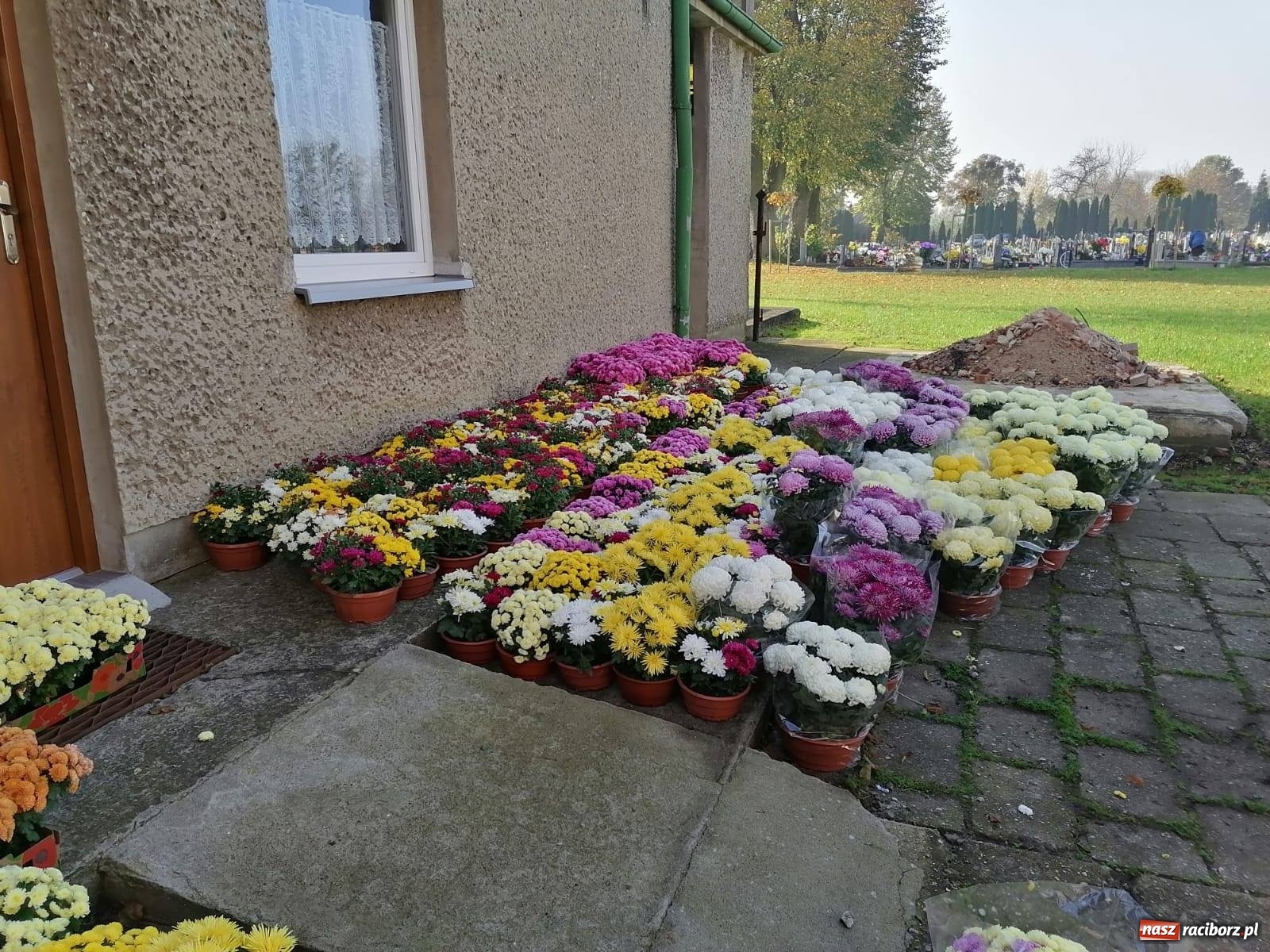 Zdjęcie w galerii na portalu naszraciborz.pl: Gmina Kuźnia Raciborska przyozdobiona chryzantemami [FOTO] wiadomości z regionu